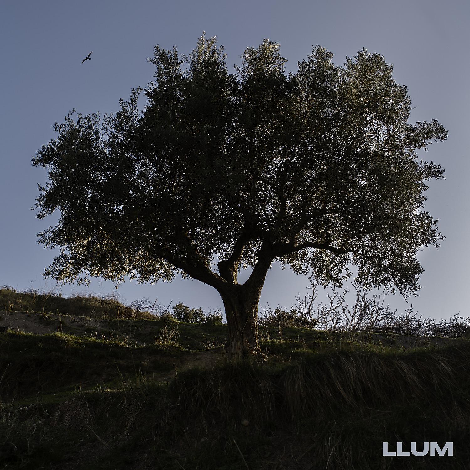 Постер альбома Llum
