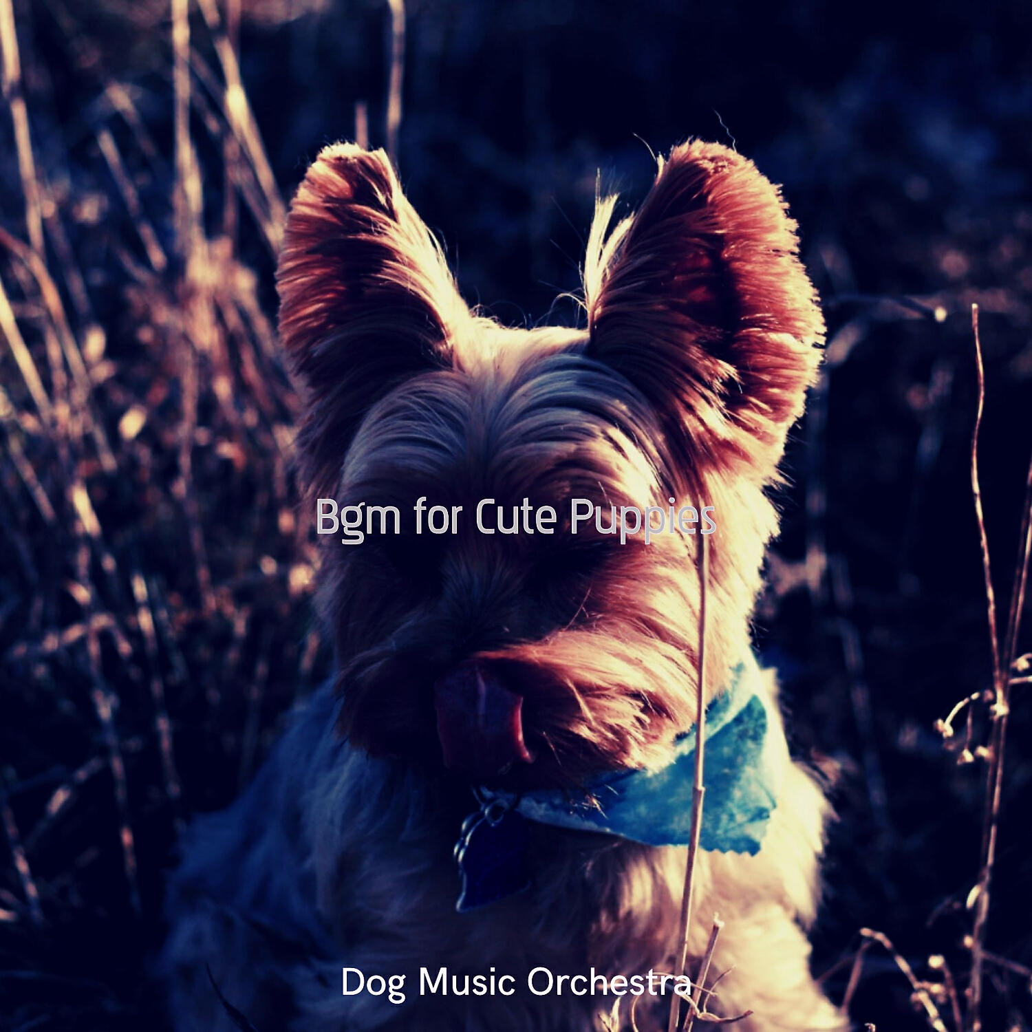 Dog Music Orchestra - Sumptuous Guitar Solos - Vibe for Lonely Dogs