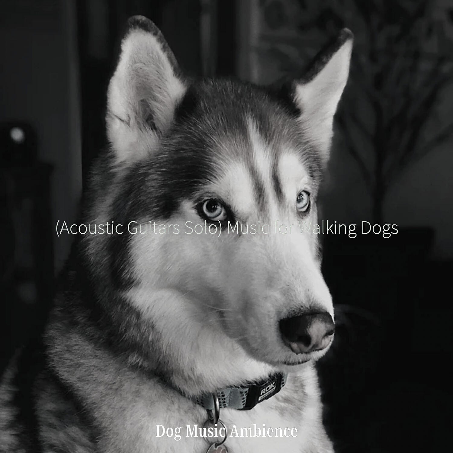 Dog Music Ambience - Easy Listening Acoustic Guitar Soundtrack for Walking Dogs