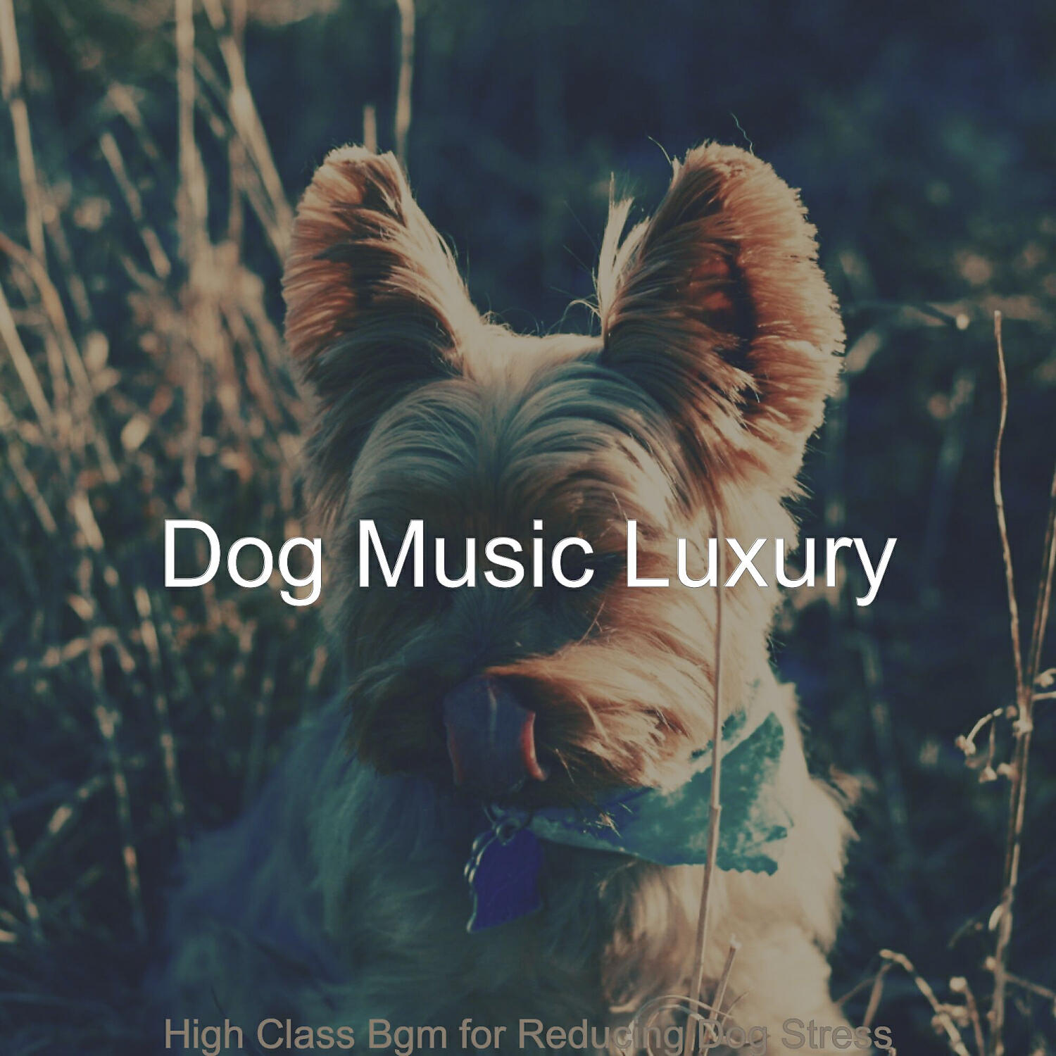 Dog Music Luxury - Spirited Backdrops for Resting Dogs