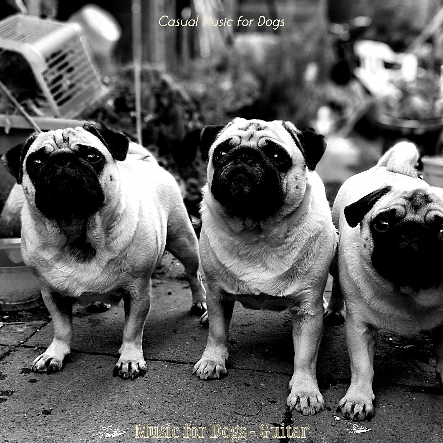 Casual Music for Dogs - Chilled Ambiance for Lonely Dogs