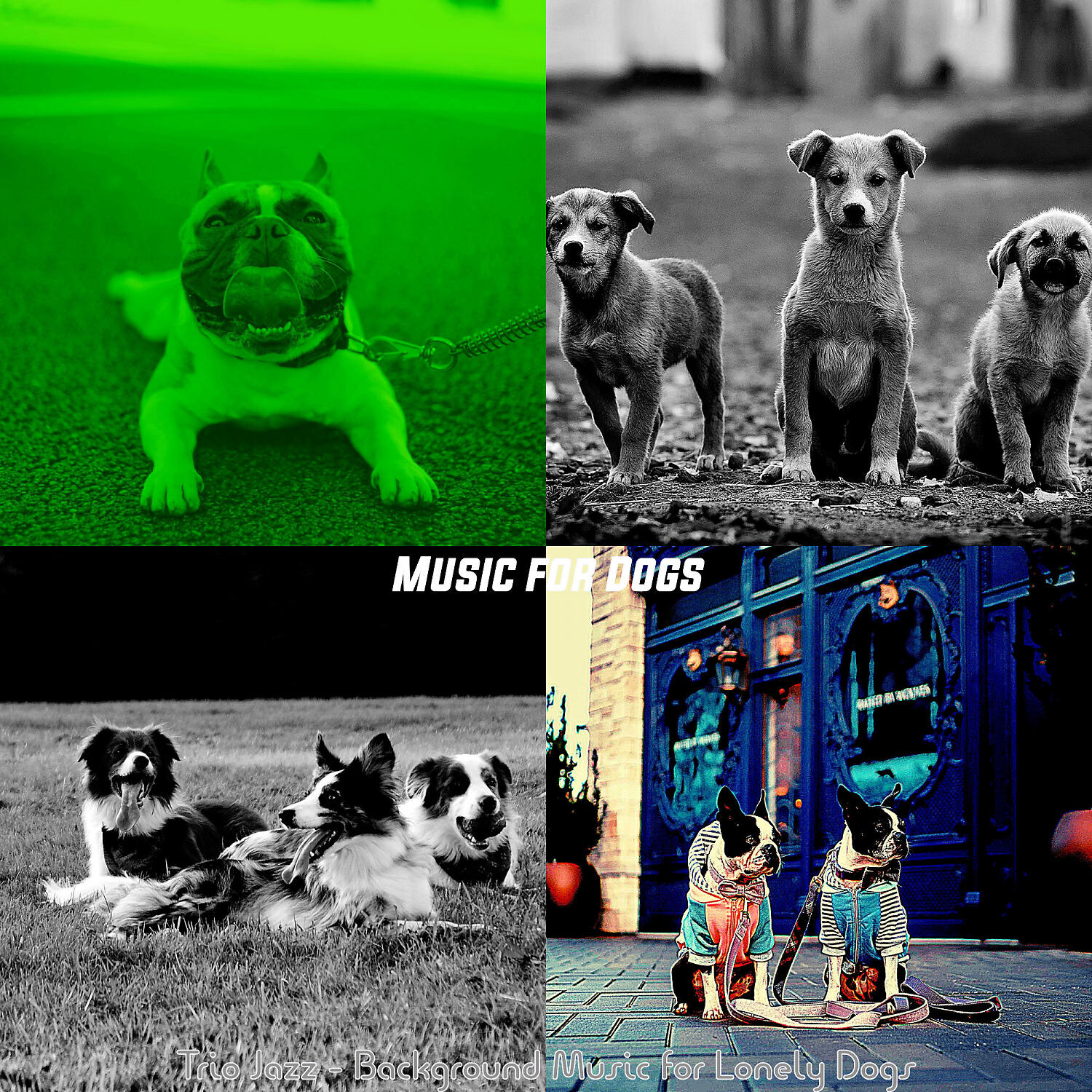 Music for Dogs - Background for Training Dogs