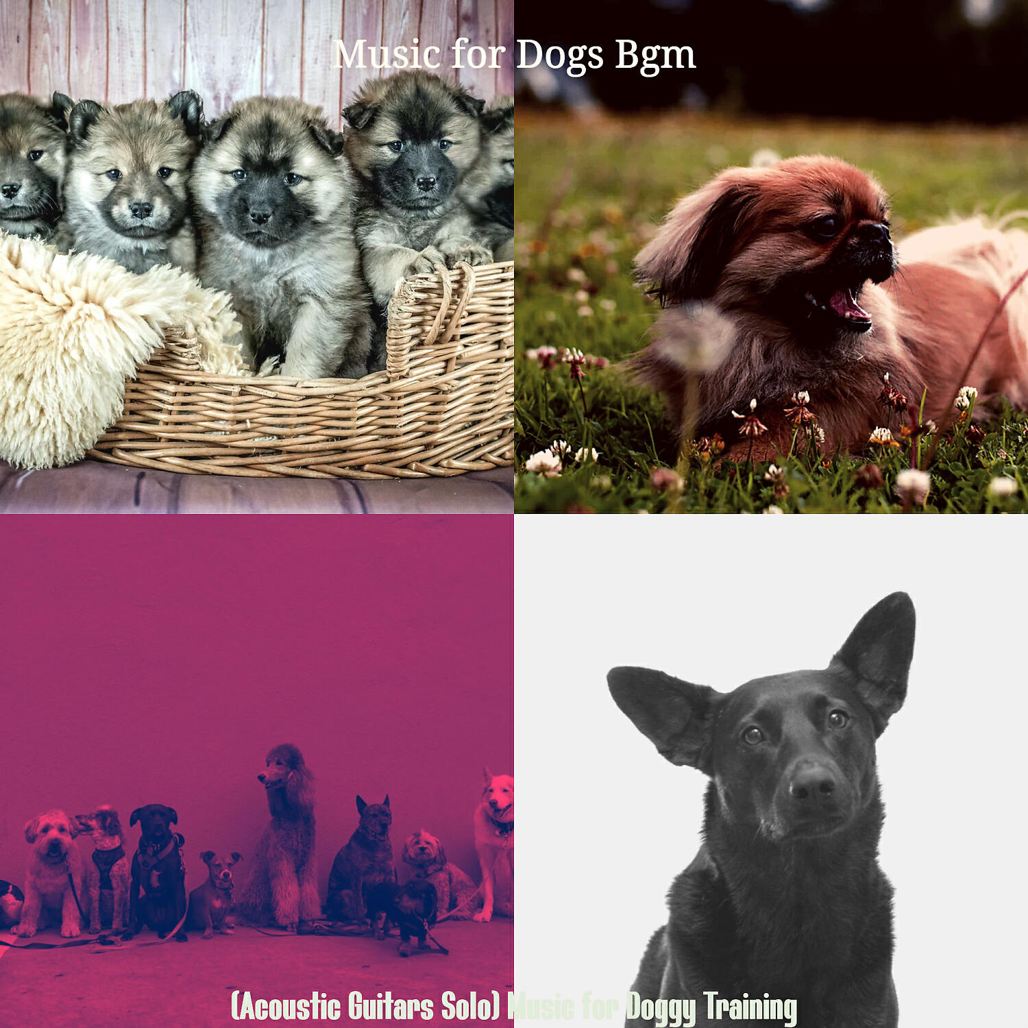 Music for Dogs Bgm - Easy Listening Acoustic Guitar Soundtrack for Walking the Dog