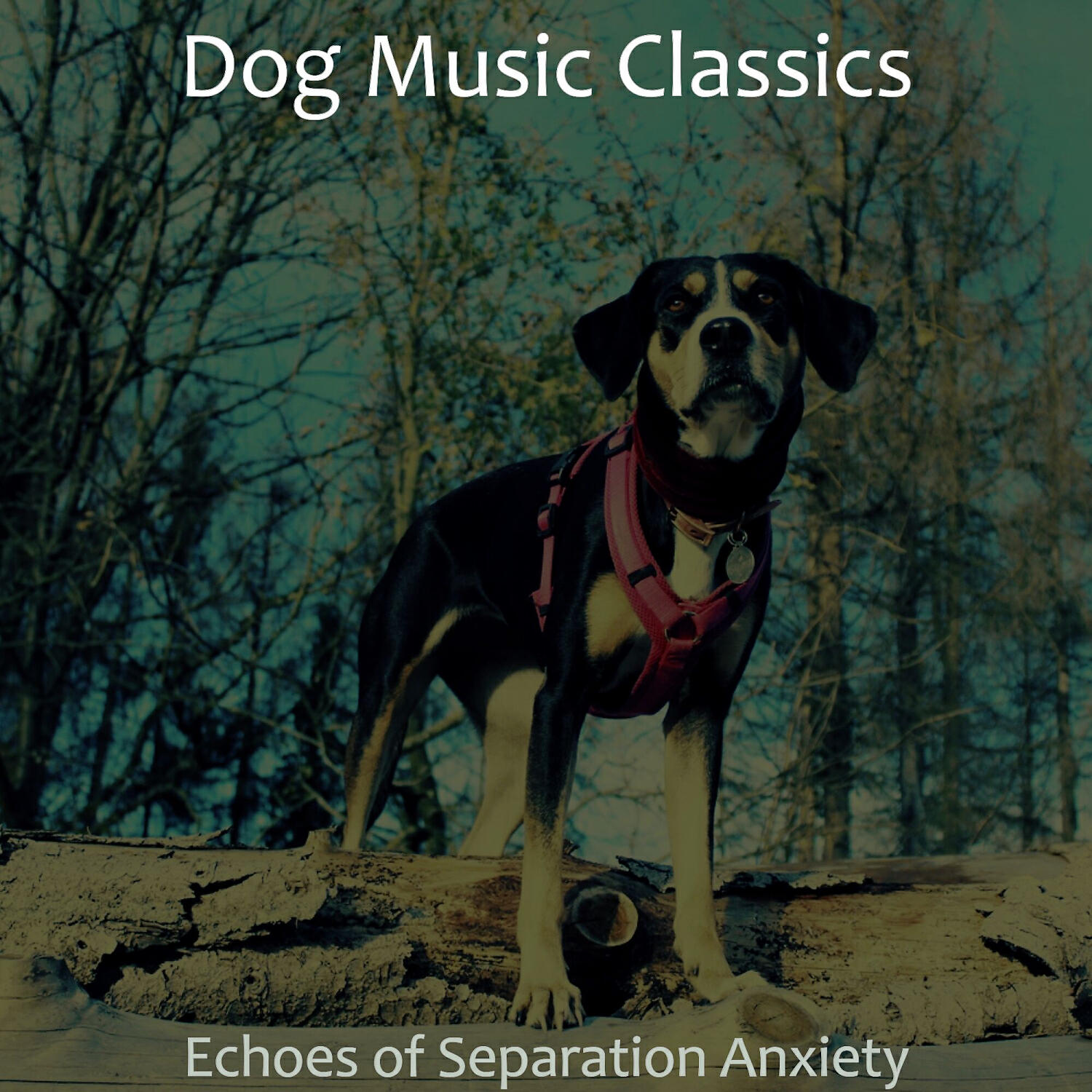 Dog Music Classics - Inspired Solo Piano Jazz - Vibe for Separation Anxiety