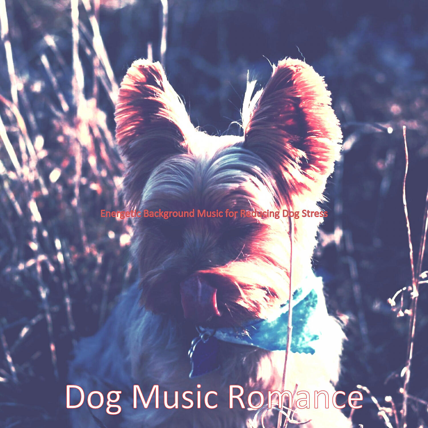 Dog Music Romance - Sparkling Solo Piano Jazz - Vibe for Separation Anxiety