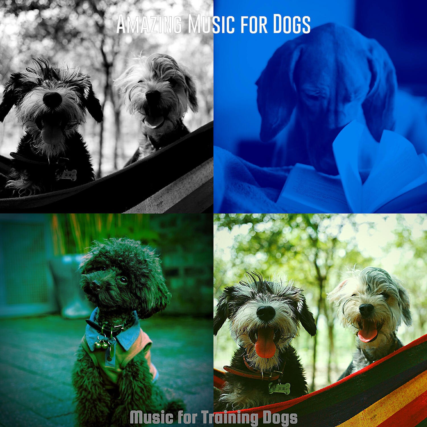 Amazing Music for Dogs - Trio Jazz Soundtrack for Sleeping Dogs