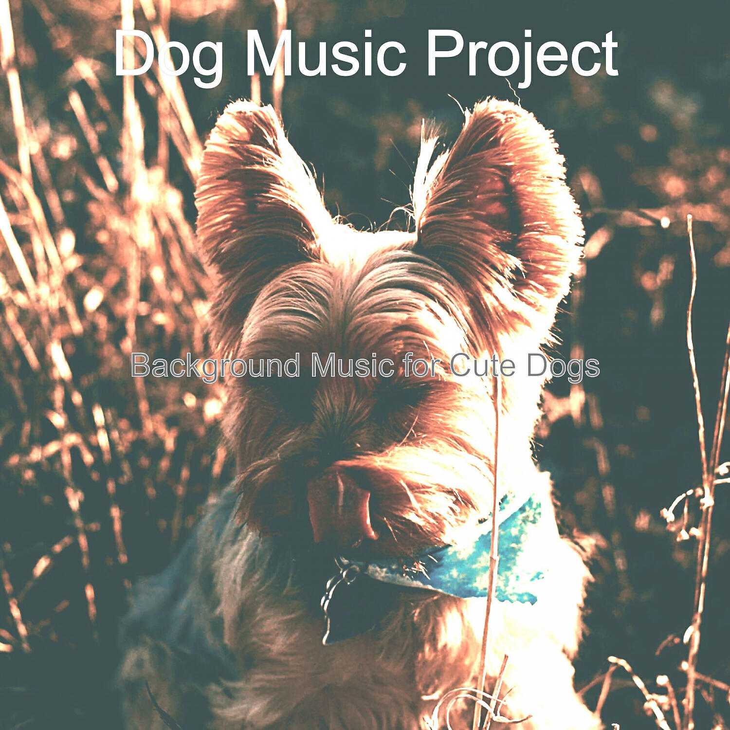 Dog Music Project - Magnificent Solo Piano Jazz - Vibe for Reducing Dog Stress