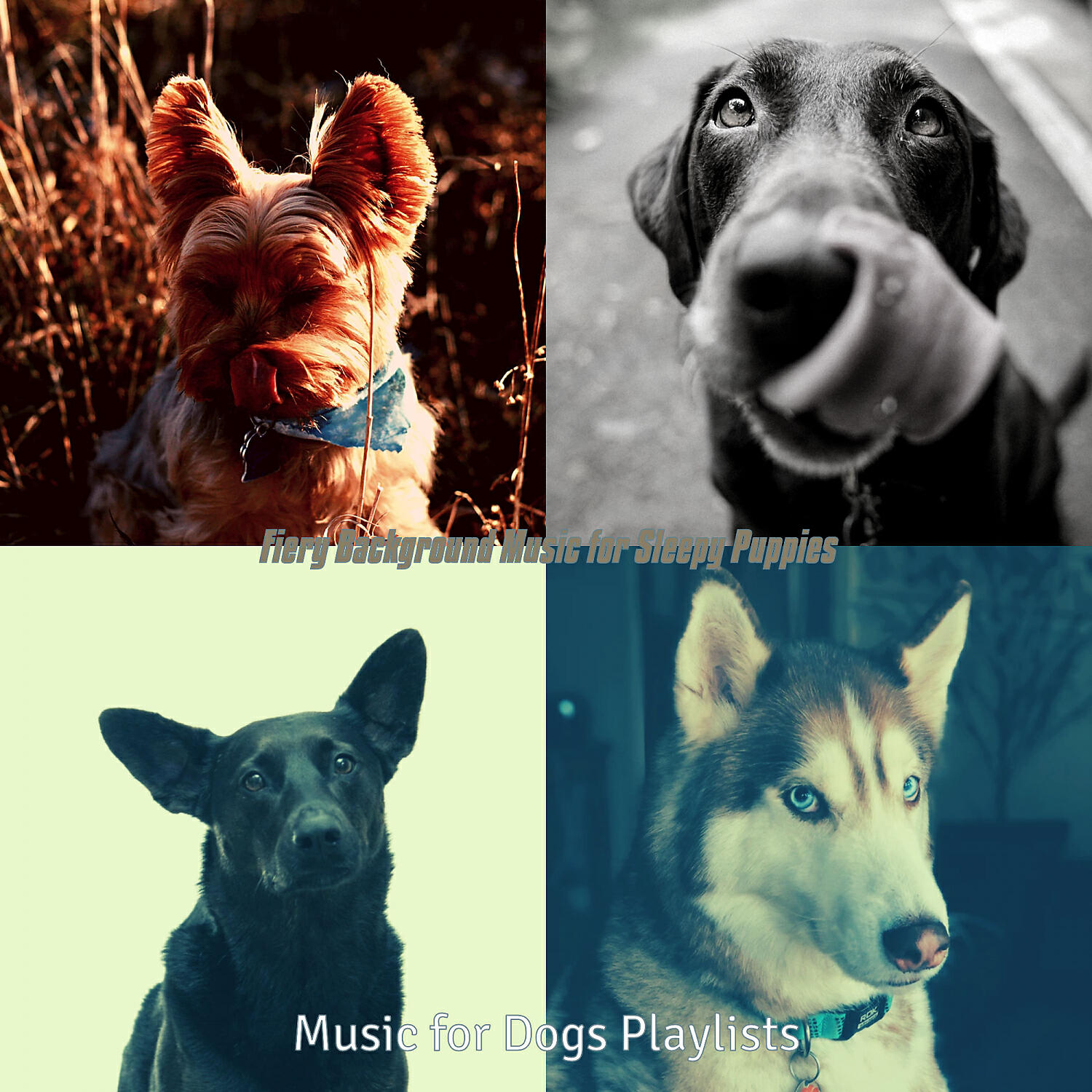 Music for Dogs Playlists - Easy Listening Acoustic Guitar Soundtrack for Sleepy Puppies