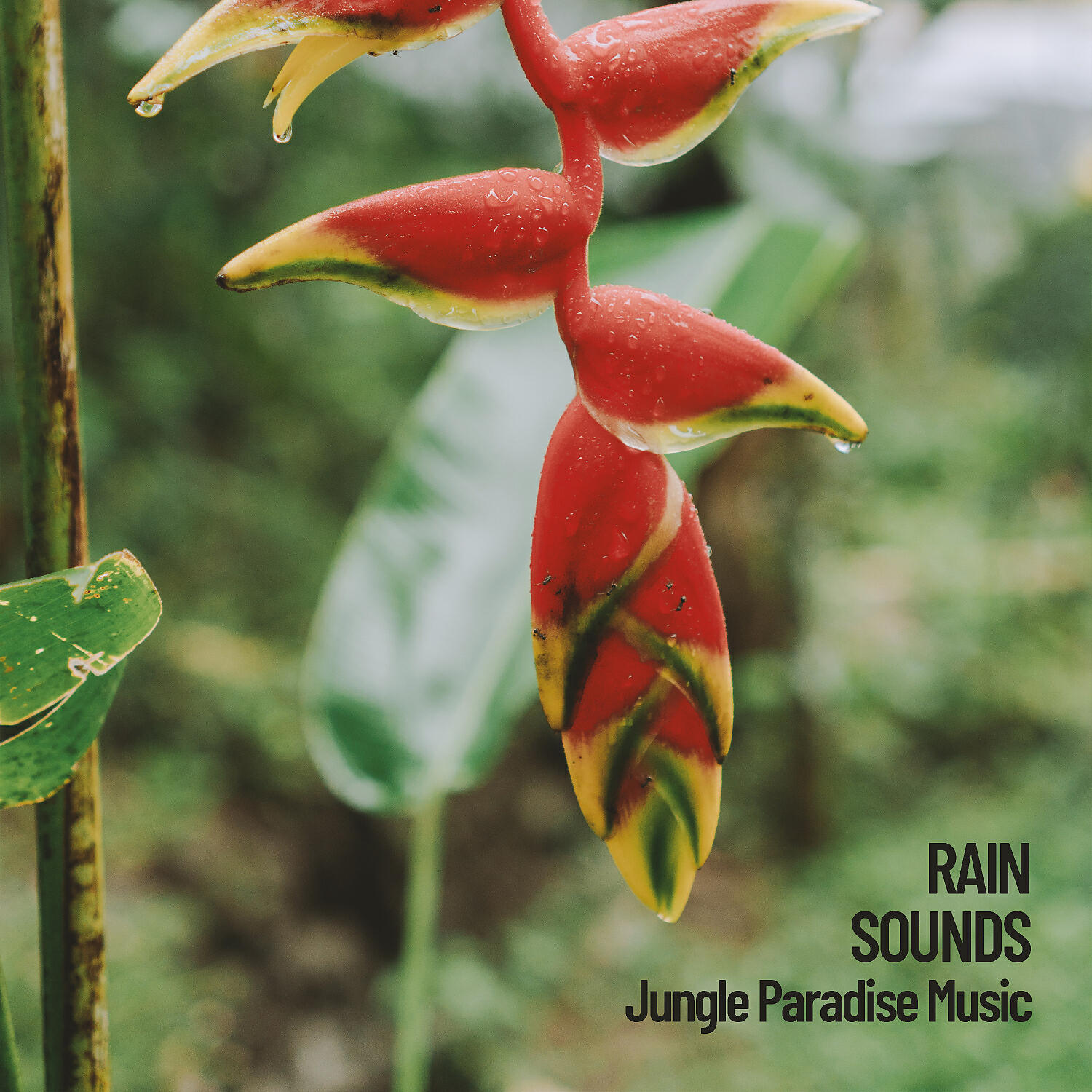 Rain Sounds FX - Rivers & Windy Waterfalls for Sleep