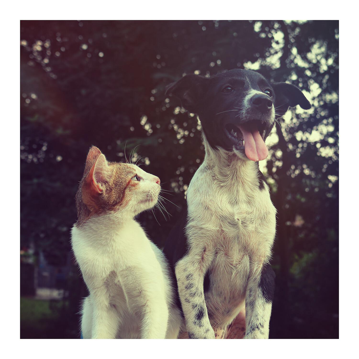 Música Relajante para Perros - The Day I Let Go