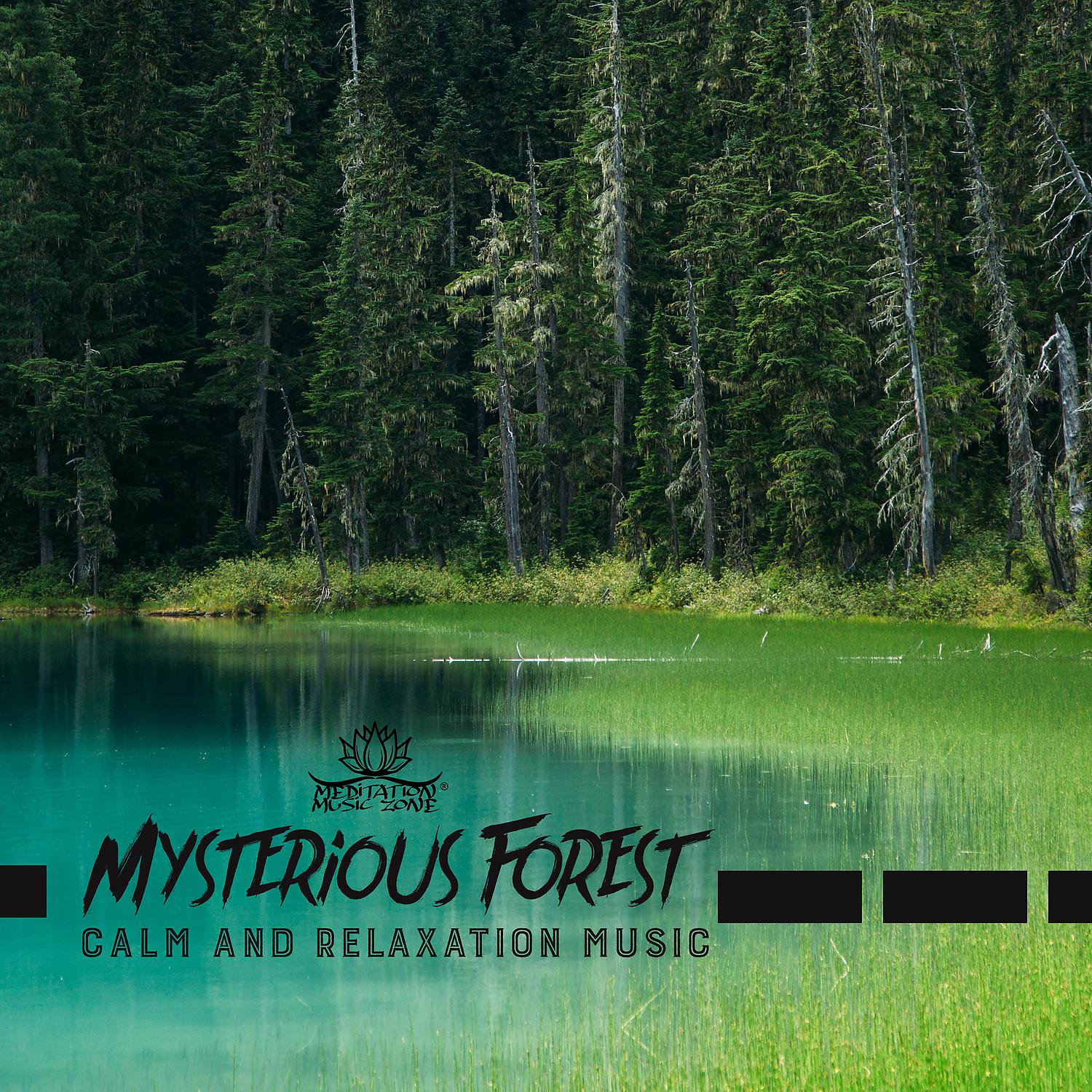 Постер альбома Mysterious Forest: The Calm and Relaxation Music