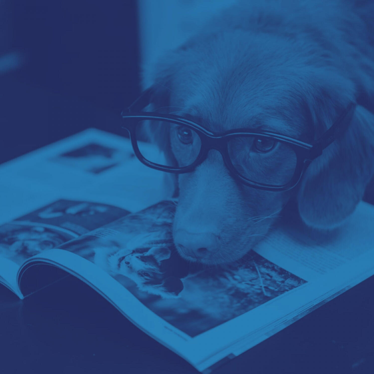 Piano Music for Dogs Classics - Bright Music for Quiet Dogs