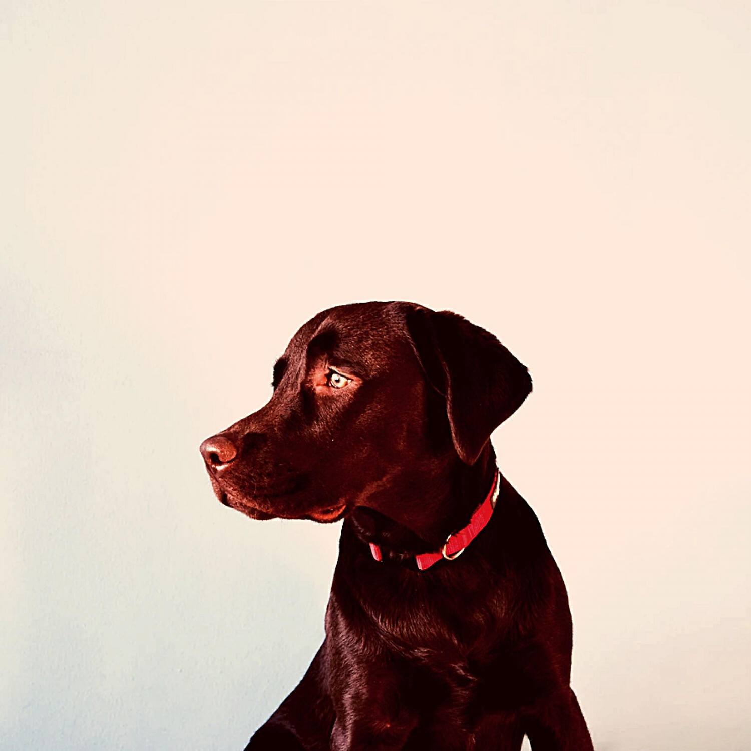 Brilliant Piano Music for Dogs - Mysterious Music for Calming Dogs