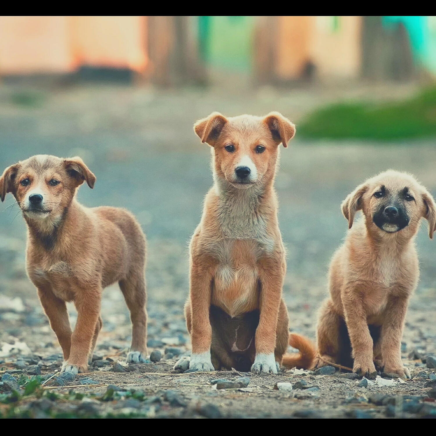 Piano Music for Dogs Lounge - Modish Solo Piano Jazz - Vibe for Sleepy Dogs