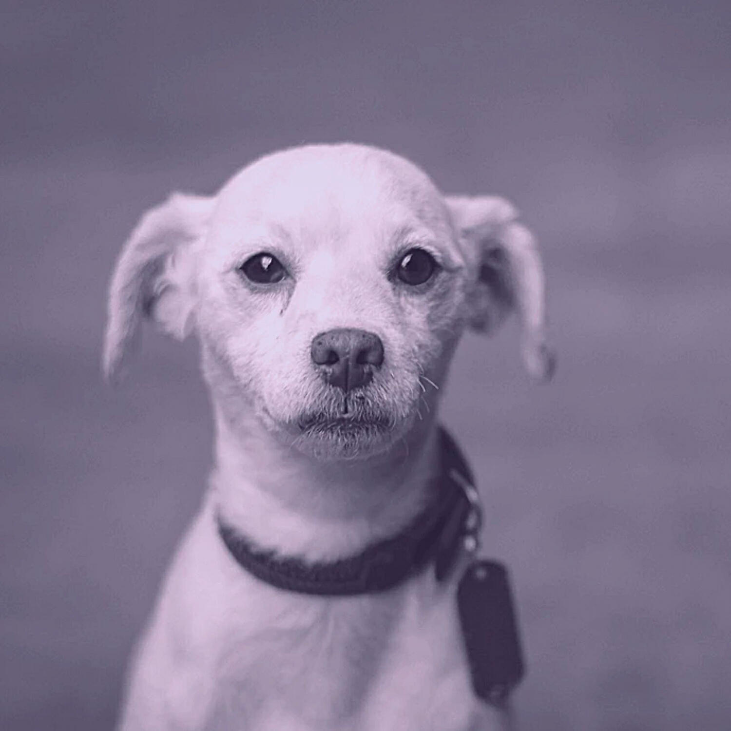 Charming Piano Music for Dogs - Funky Music for Dog Separation Anxiety