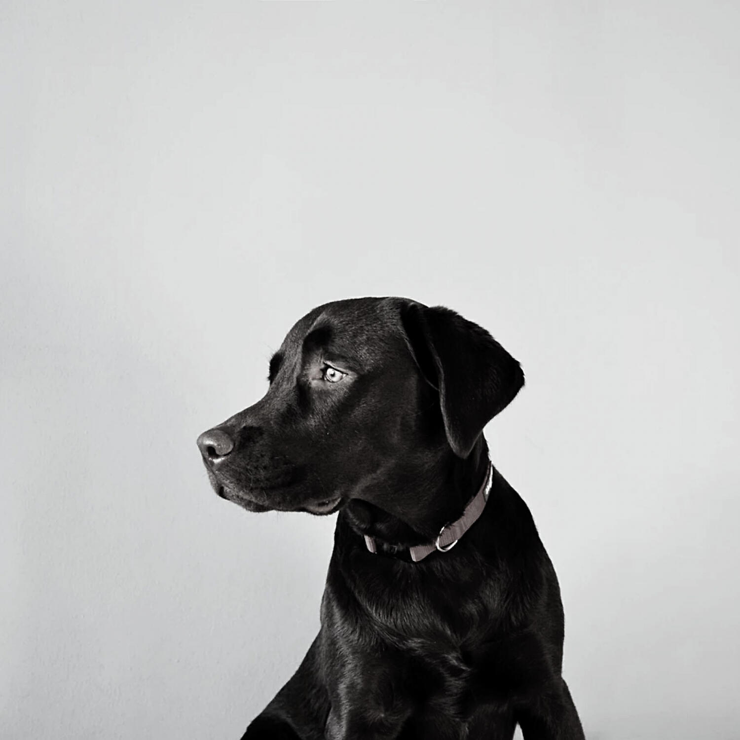 Bright Piano Music for Dogs - Bubbly Ambiance for Quiet Dogs