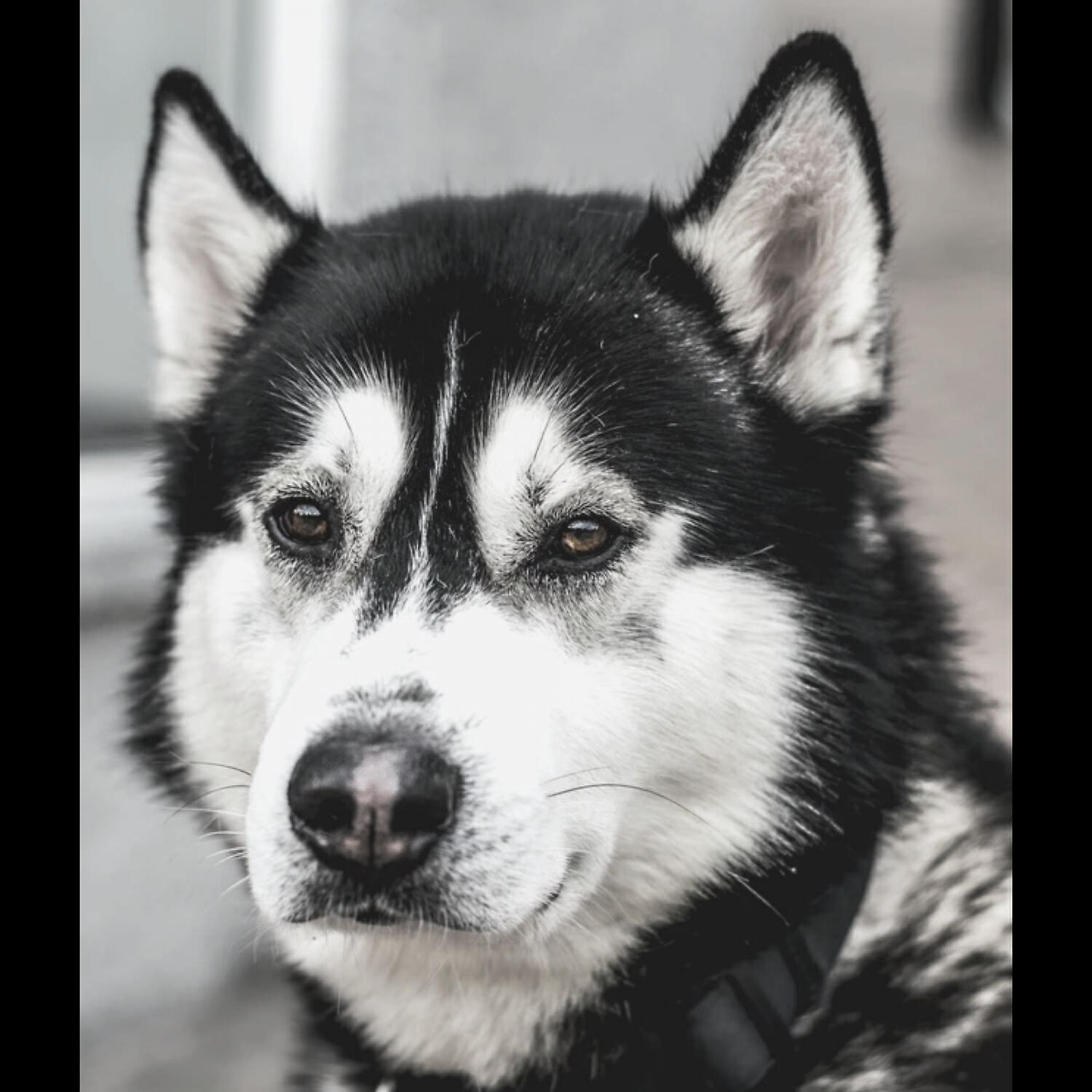 Casual Piano Music for Dogs - Mind-blowing Ambience for Calming Dogs