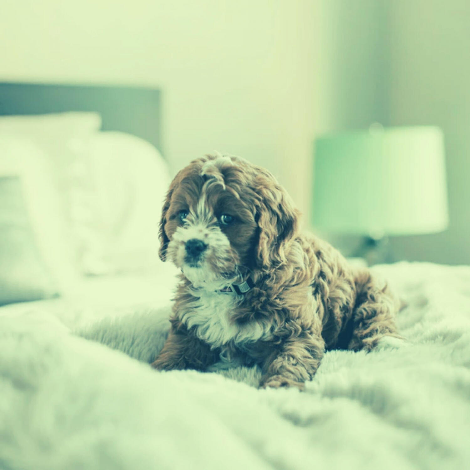 Piano Music for Dogs Collections - Magical Ambience for Sleeping Puppies