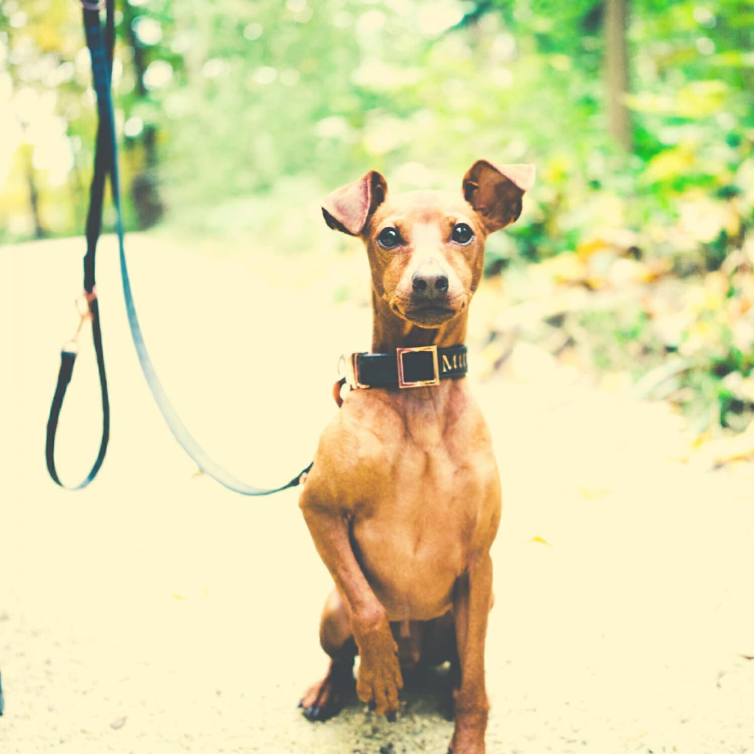 Bright Piano Music for Dogs - Brilliant Dog Separation Anxiety