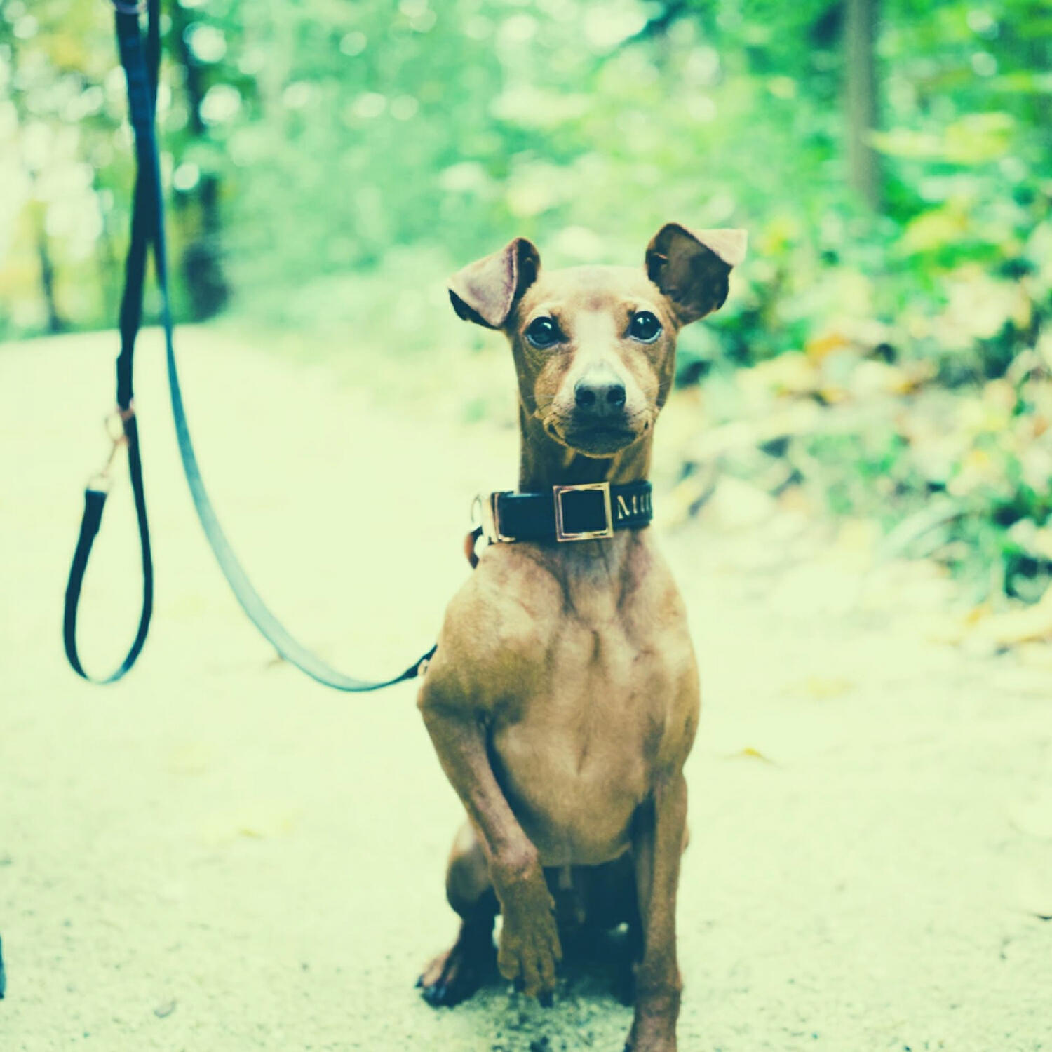 Piano Music for Dogs All-stars - Sultry Music for Dog Separation Anxiety