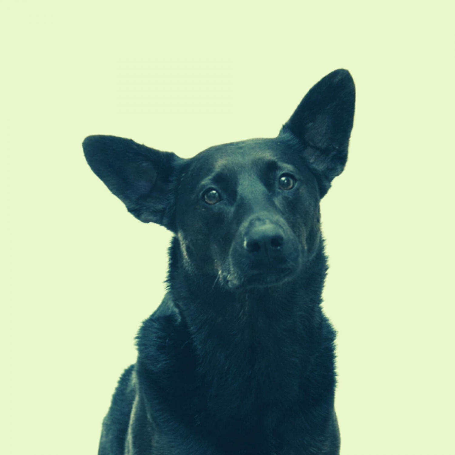 Piano Music for Dogs Play List - Casual Backdrops for Relaxing Pups