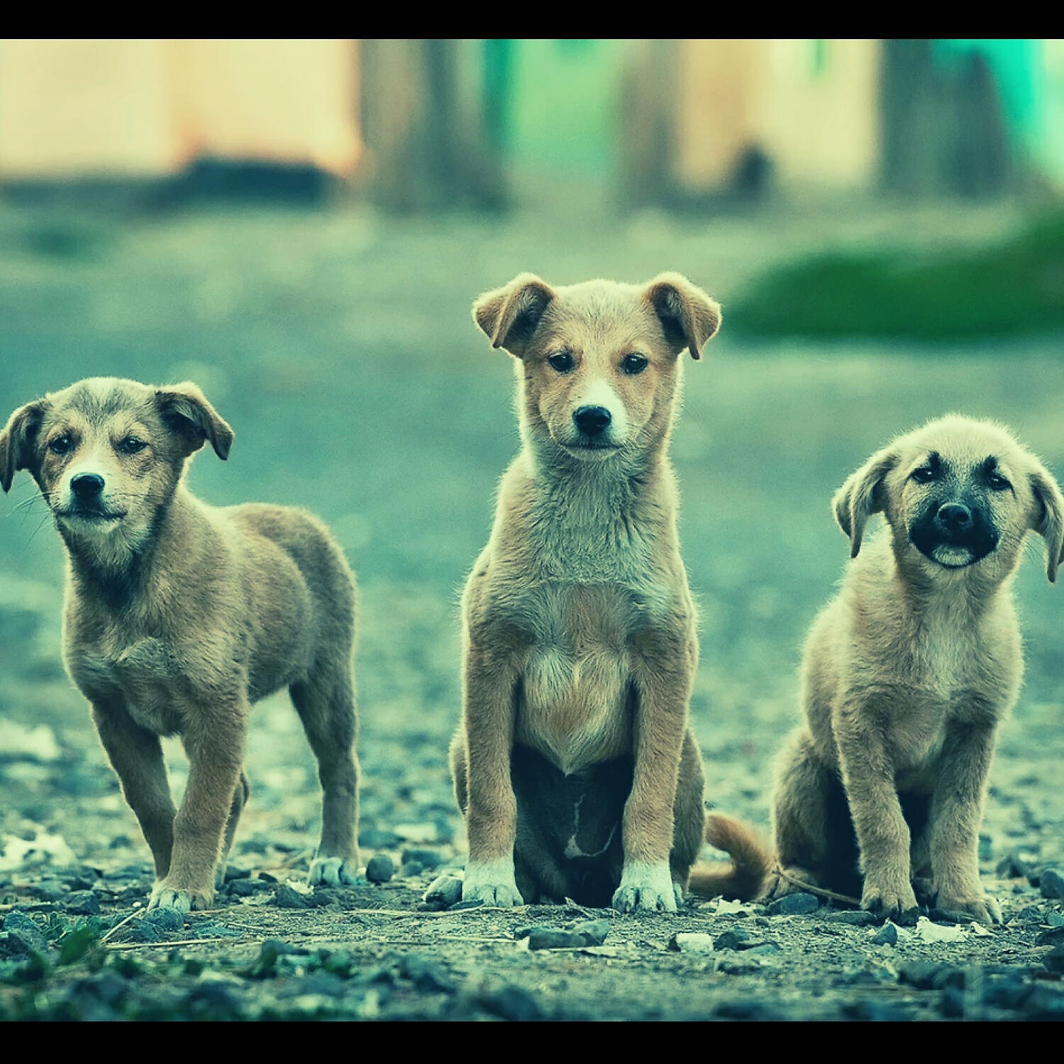 Piano Music for Dogs Rhythms - Retro Backdrops for Quiet Dogs