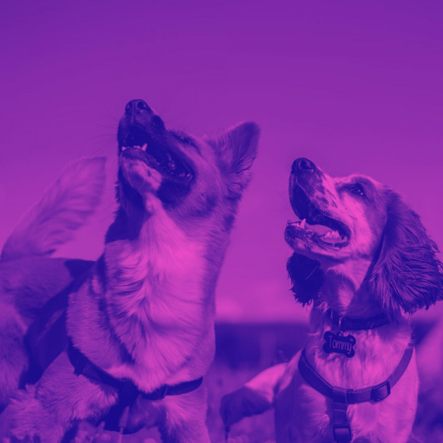 Beautiful Piano Music for Dogs - Carefree Solo Piano Jazz - Vibe for Dog Separation Anxiety