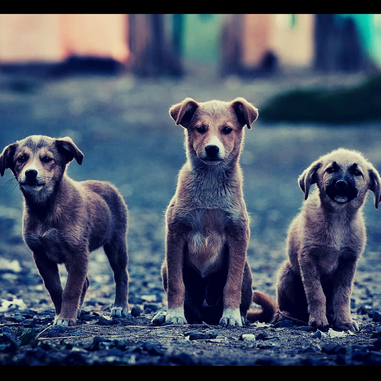 Piano Music for Dogs Collections - Sultry Ambience for Sleeping Puppies