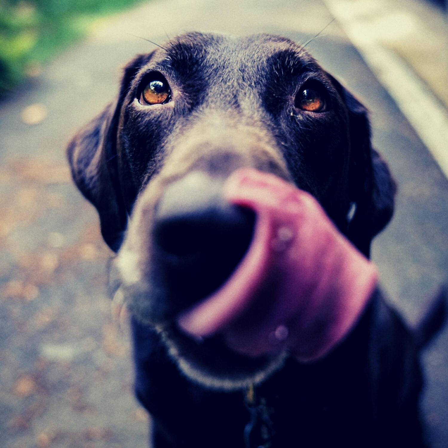 Piano Music for Dogs Prime - Spectacular Backdrops for Calming Dogs