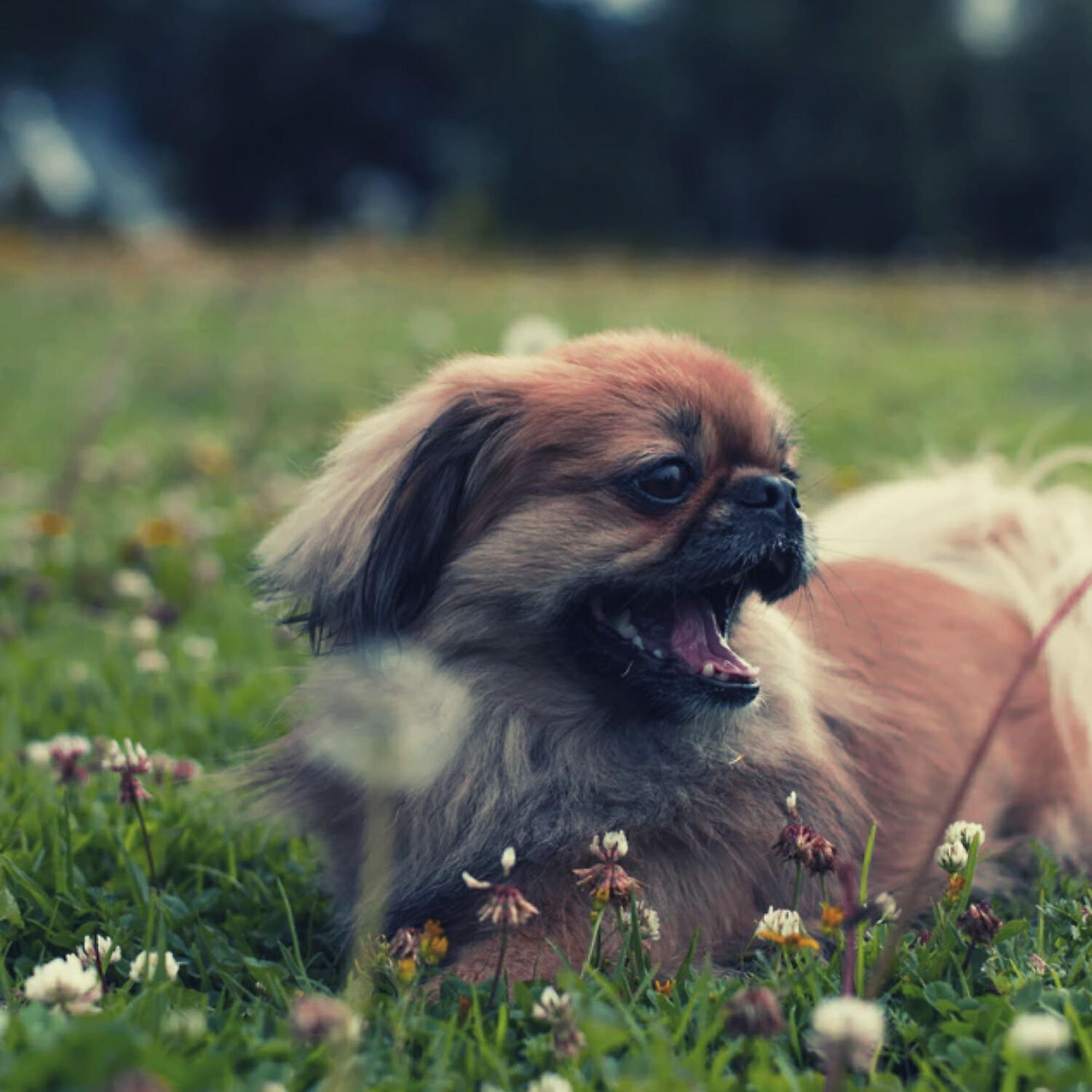 Attractive Piano Music for Dogs - Playful Solo Piano Jazz - Vibe for Quiet Dogs