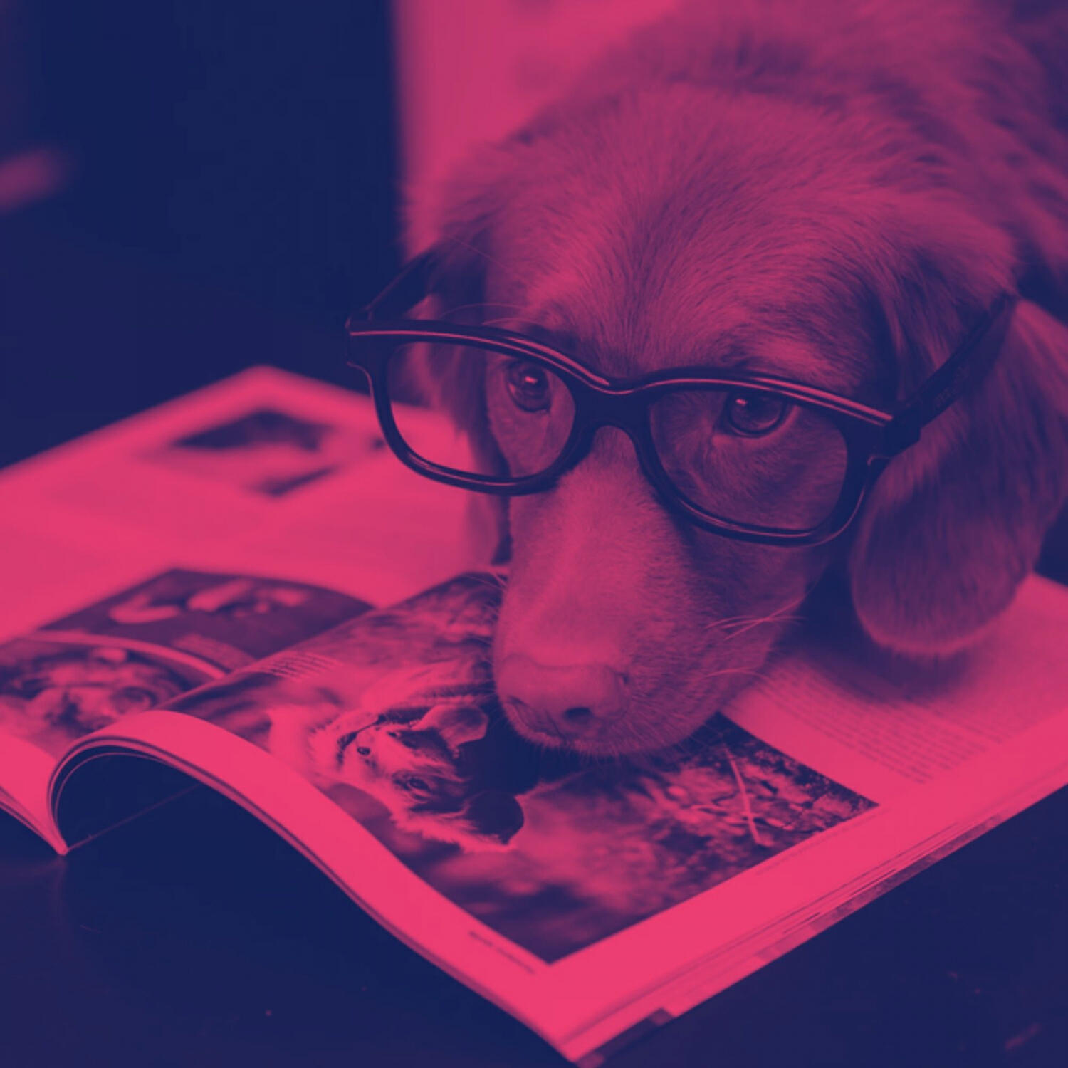 Piano Music for Dogs Playlists - Divine Ambiance for Dog Separation Anxiety