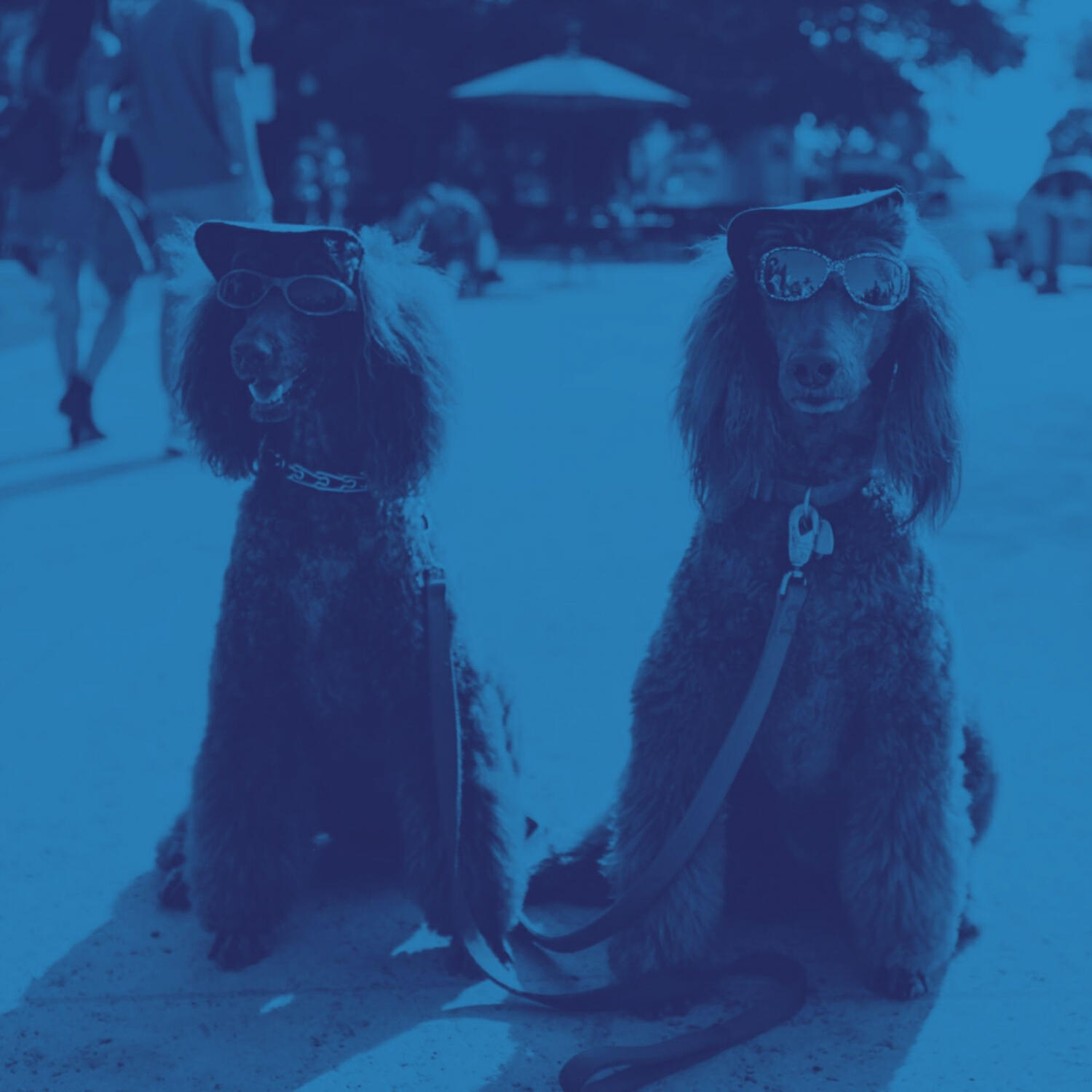 Piano Music for Dogs Lounge - Majestic Ambiance for Dog Separation Anxiety