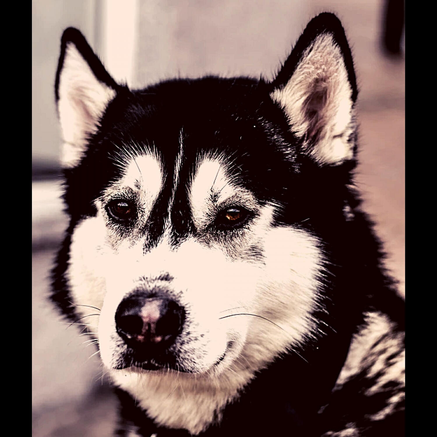 Piano Music for Dogs Radio - Charming Relaxing Pups