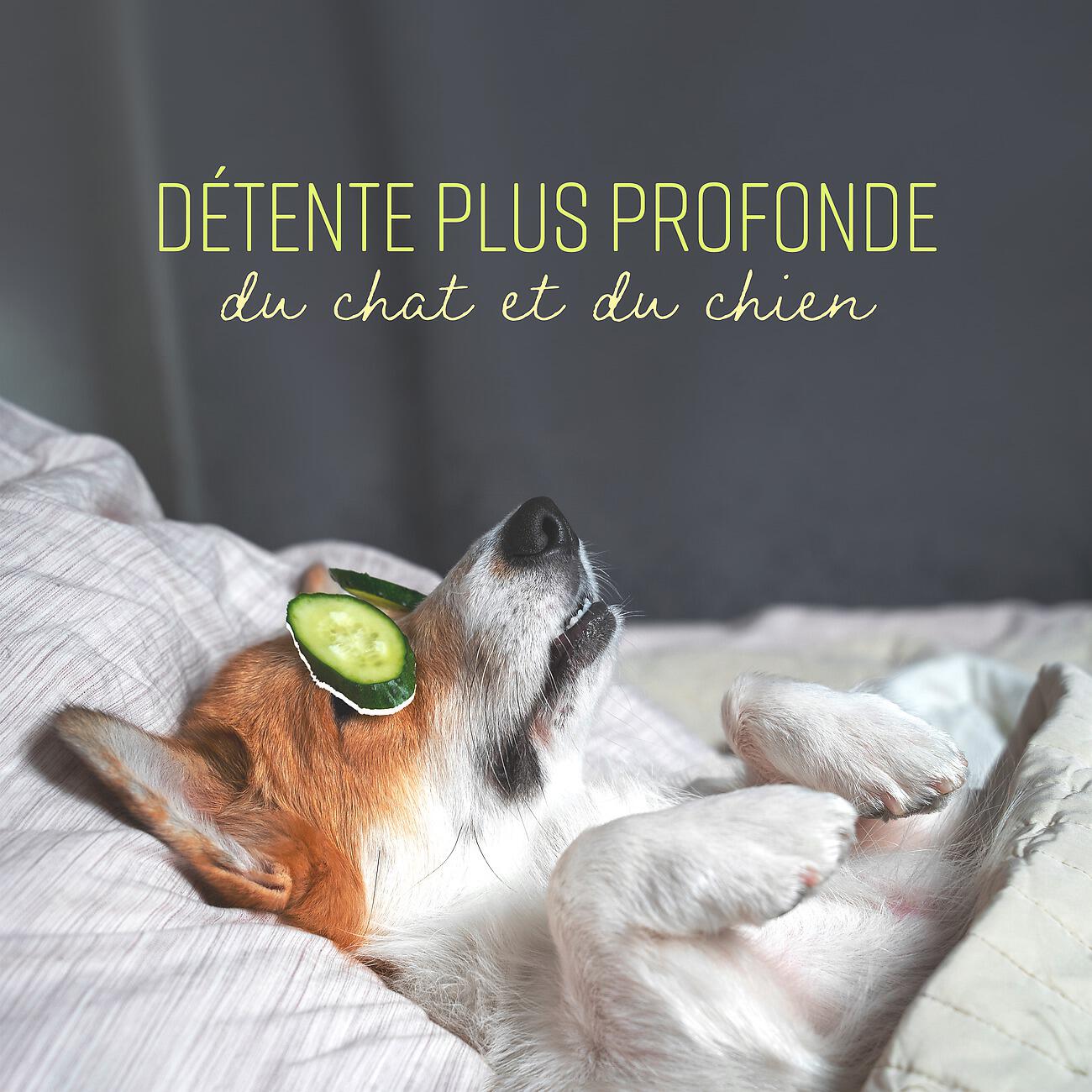 Calm Pets Music Academy - Thérapie tibétaine pour les animaux