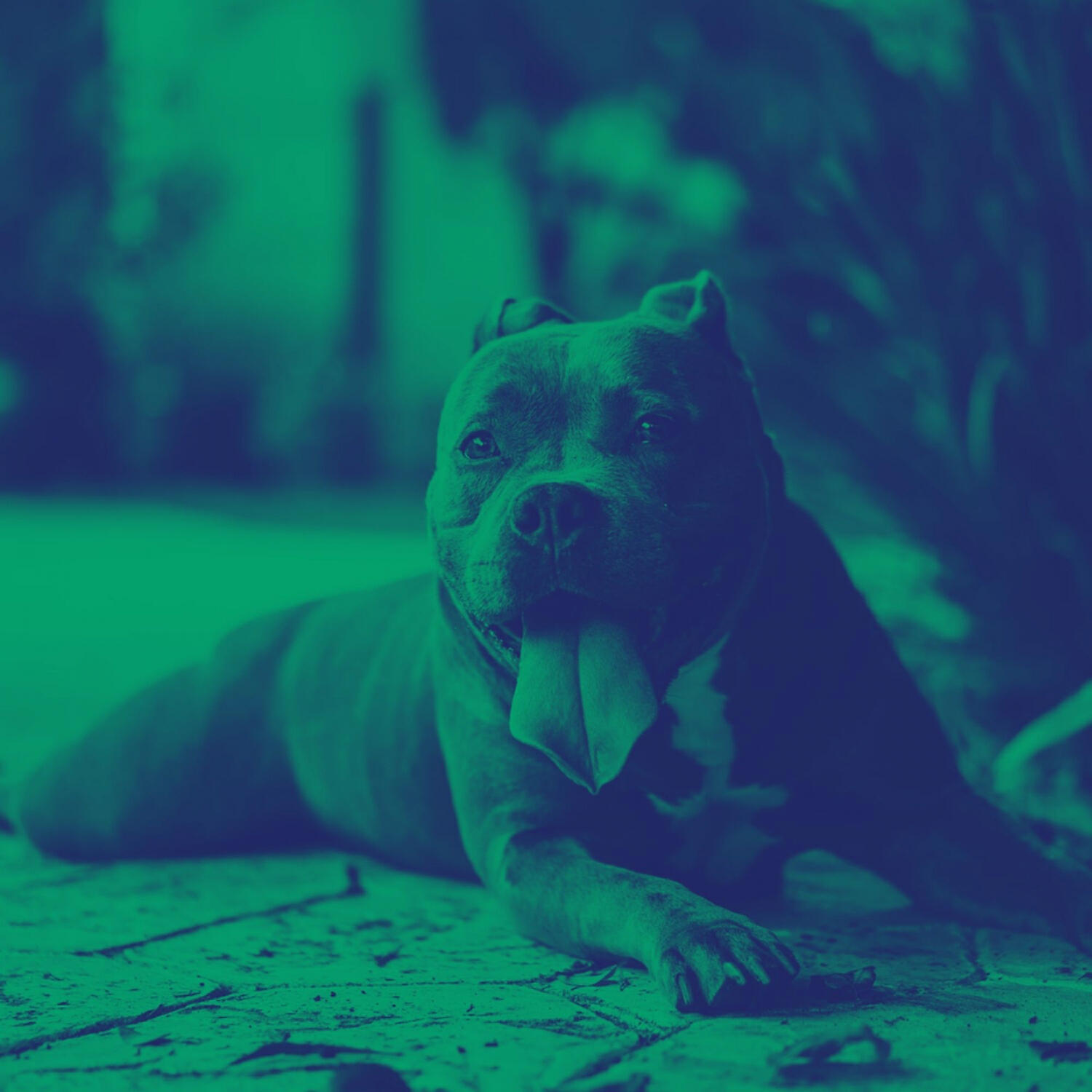 Prime Dog Calming Music - Memories - Calming Your Dog