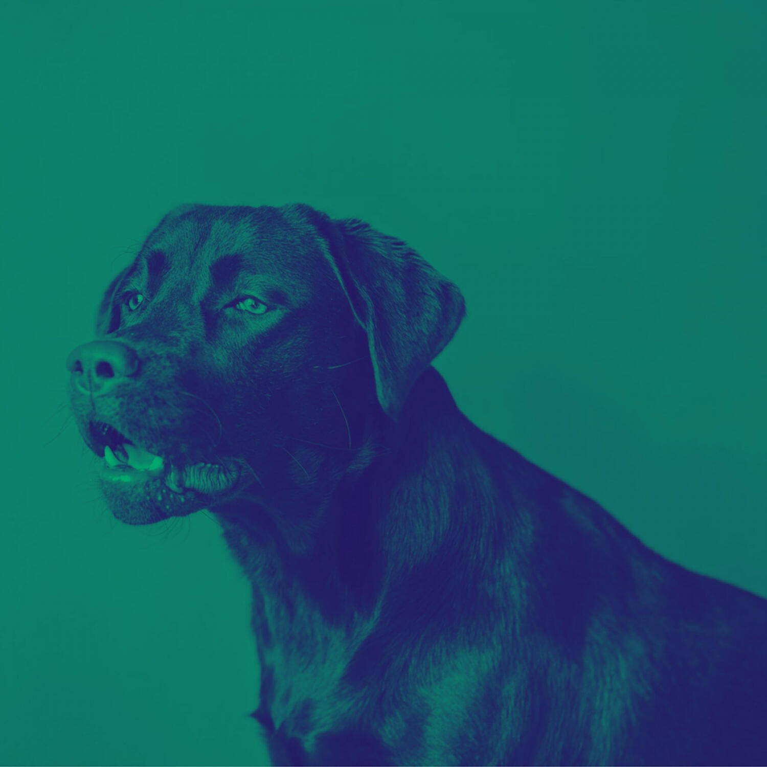 Dog Calming Music Playlist - Excellent (Stressed Dogs)