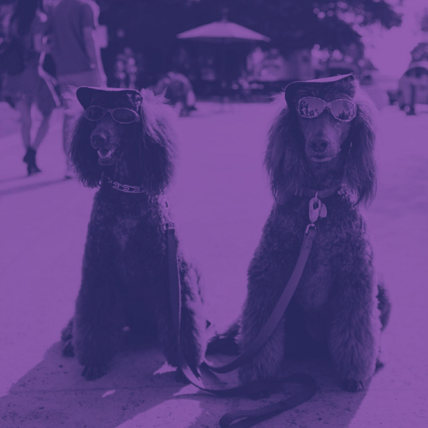 Dog Calming Music Society - Calm (Resting Puppies)