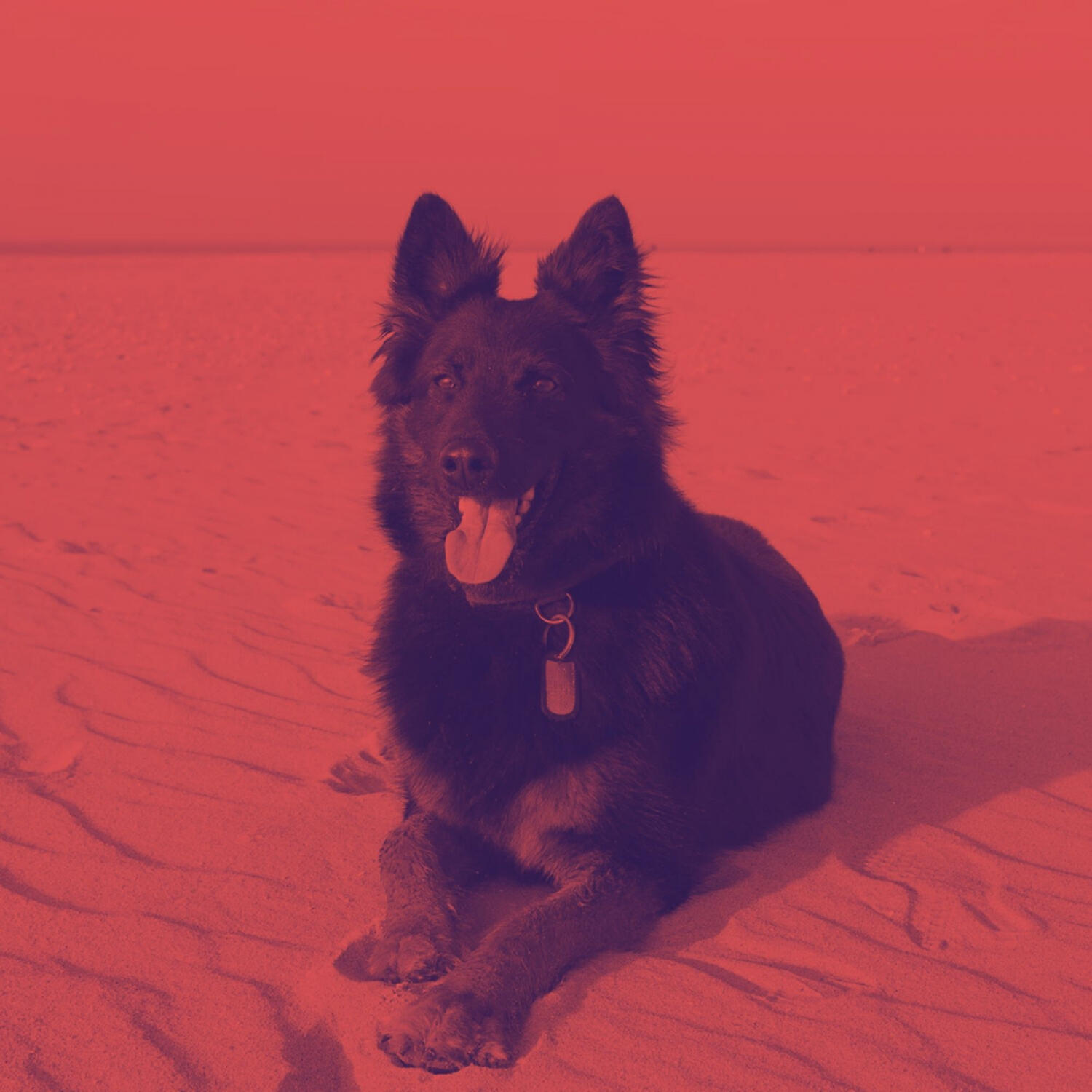 Dog Calming Music All-stars - Music (Resting Puppies)