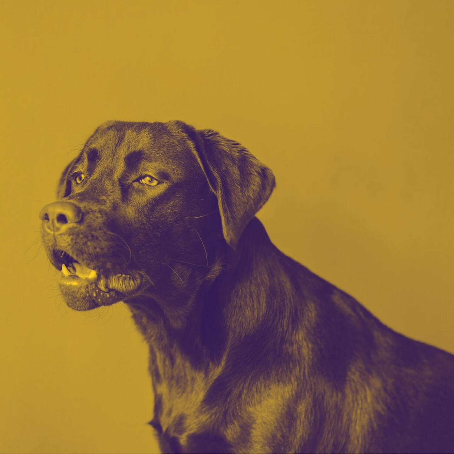 Feel Good Dog Calming Music - Music (Stressed Dogs)