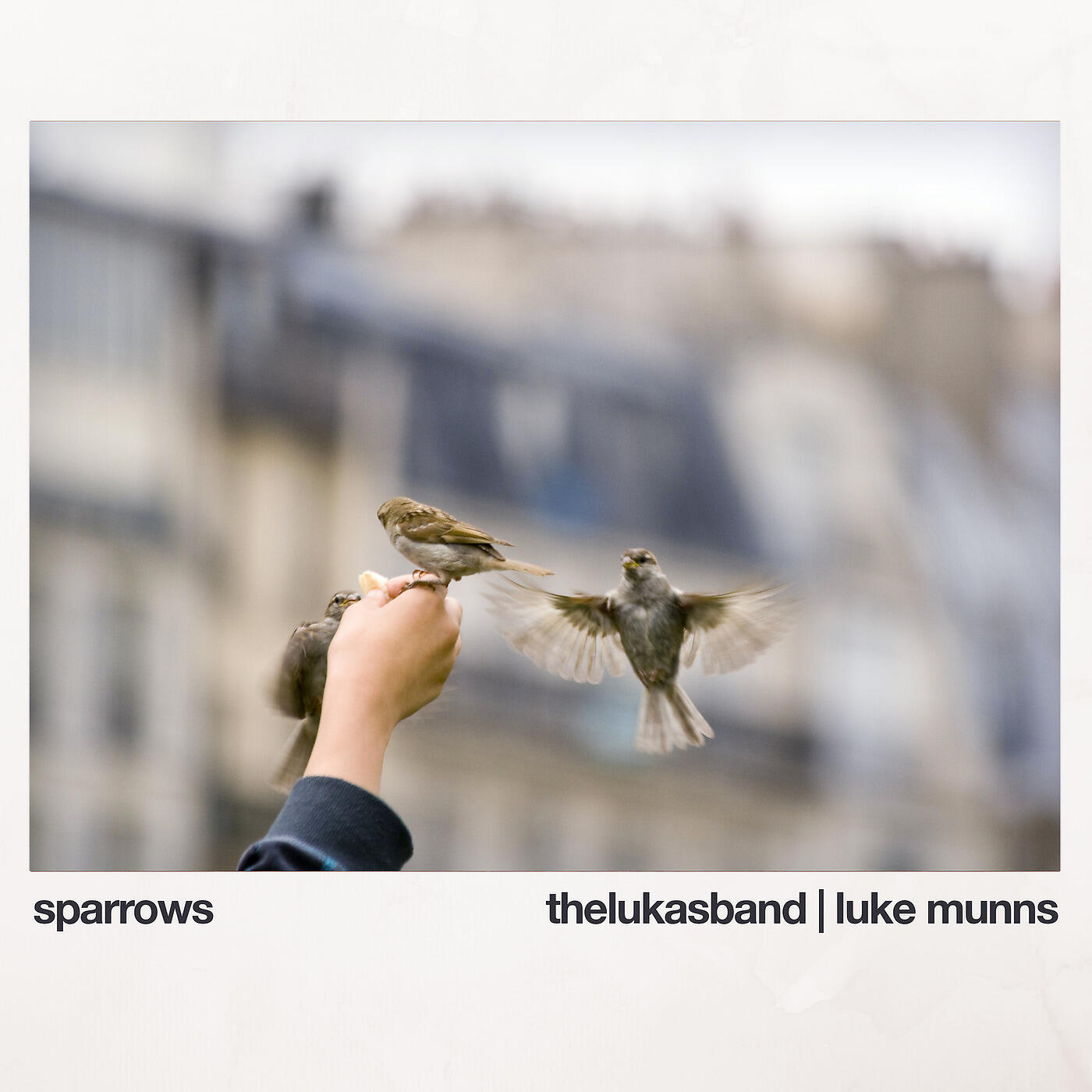 thelukasband - Sparrows