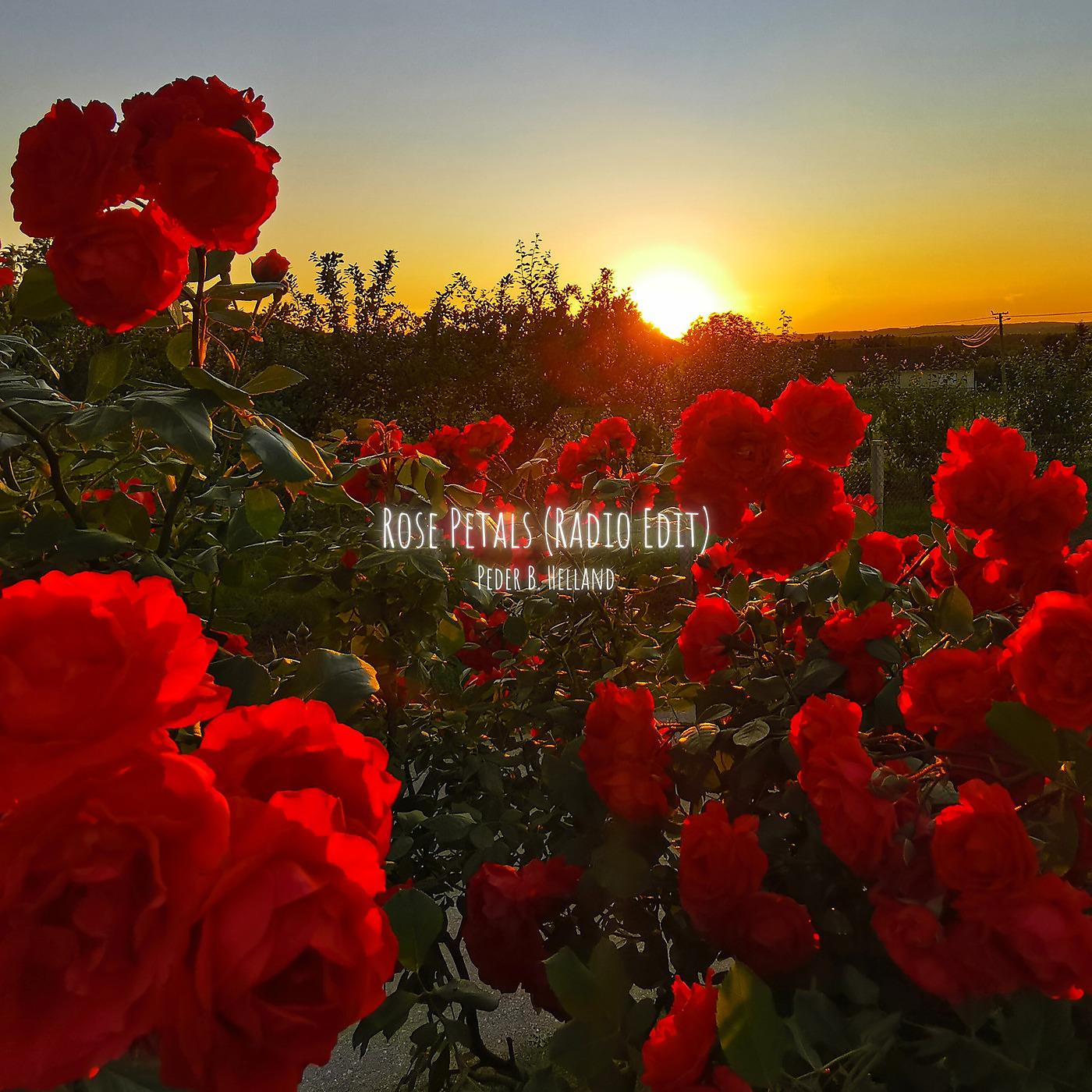 Постер альбома Rose Petals (Radio Edit)