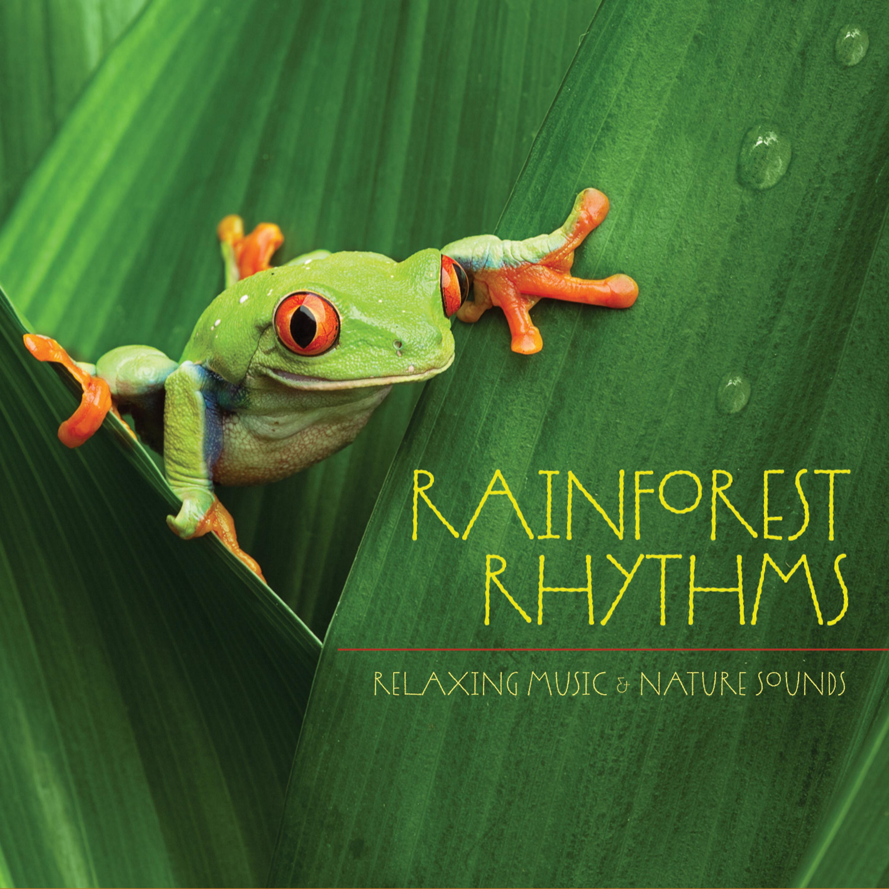 Постер альбома Rainforest Rhythms