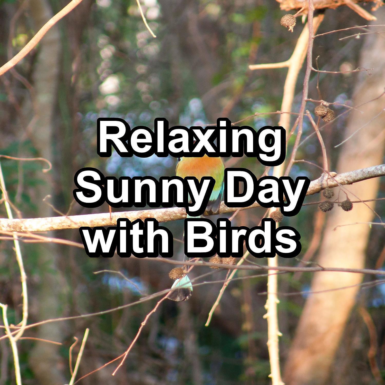 Постер альбома Relaxing Sunny Day with Birds
