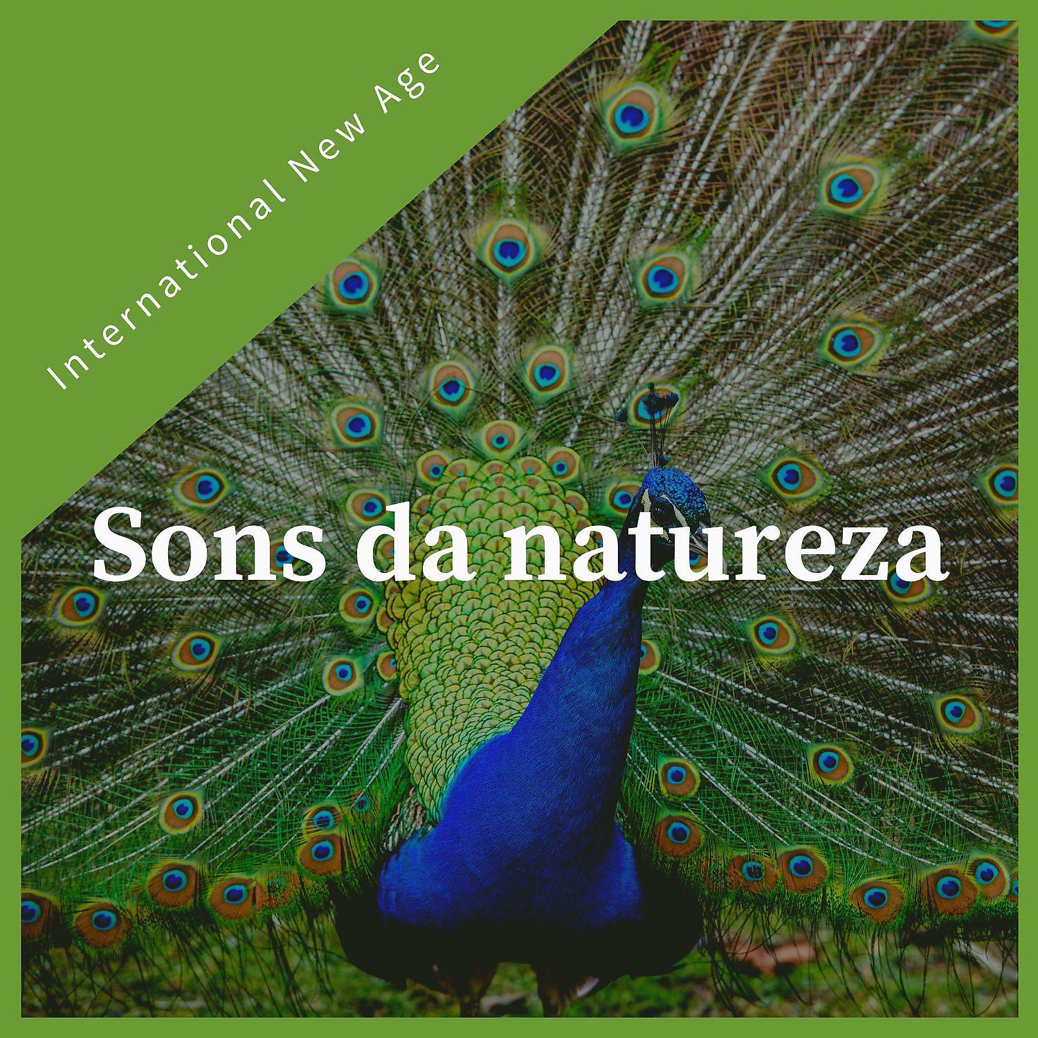 Постер альбома Sons da natureza - música nova era calma