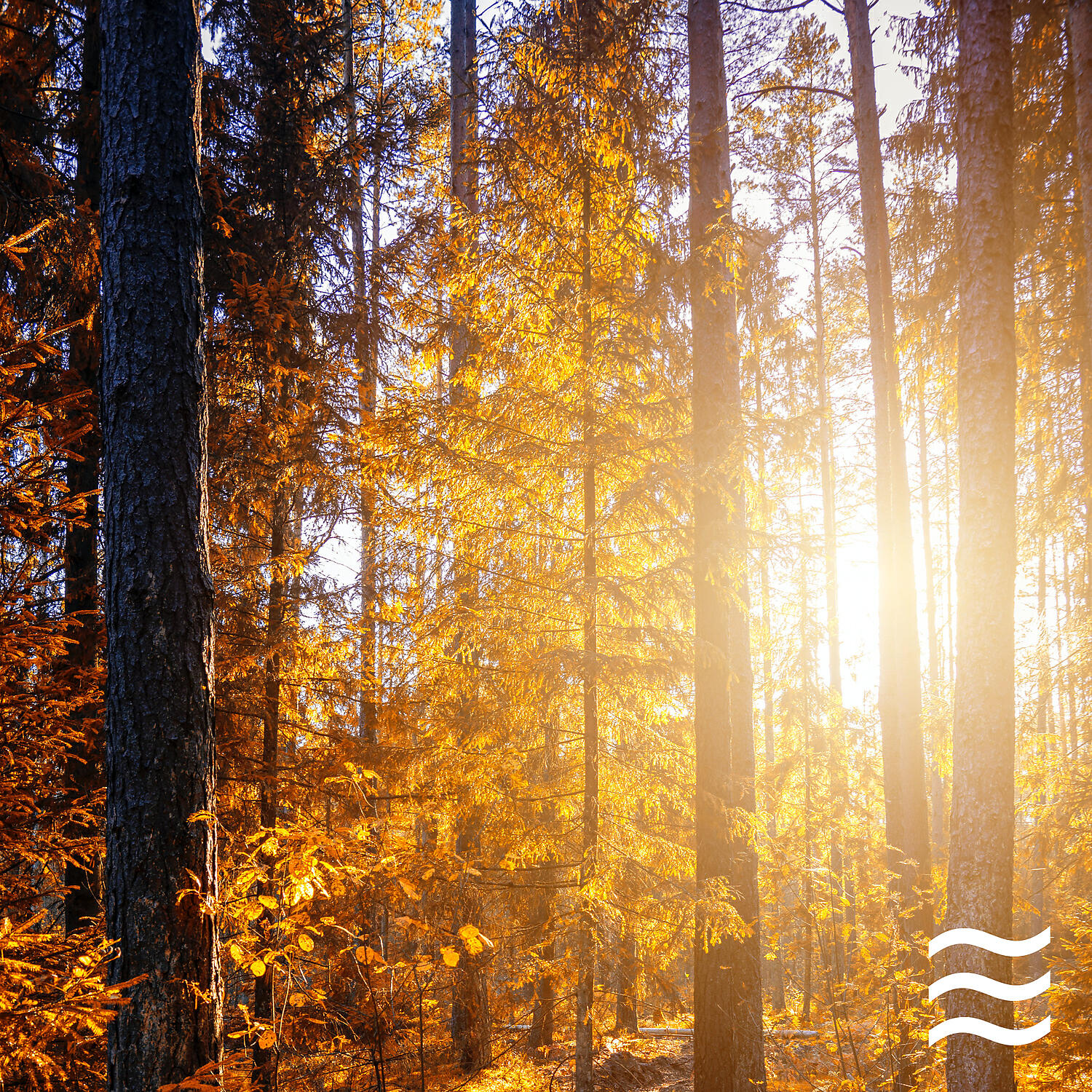 Simple Deep Forest and Birds Calming Noises - Smooth Sober Soughs of Forest Sounds