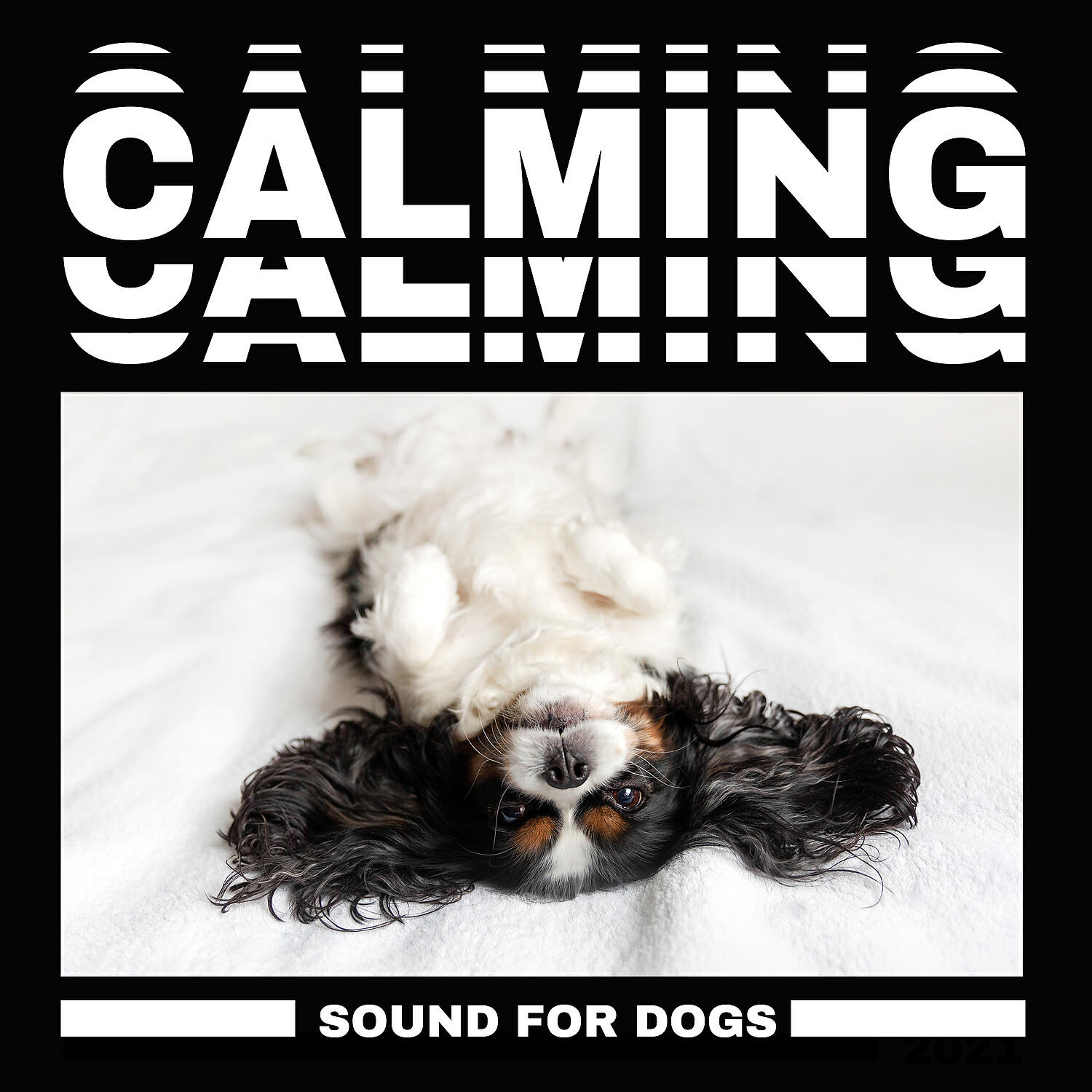 Calm Pets Music Academy - Sleeping Music for Dogs Therapy