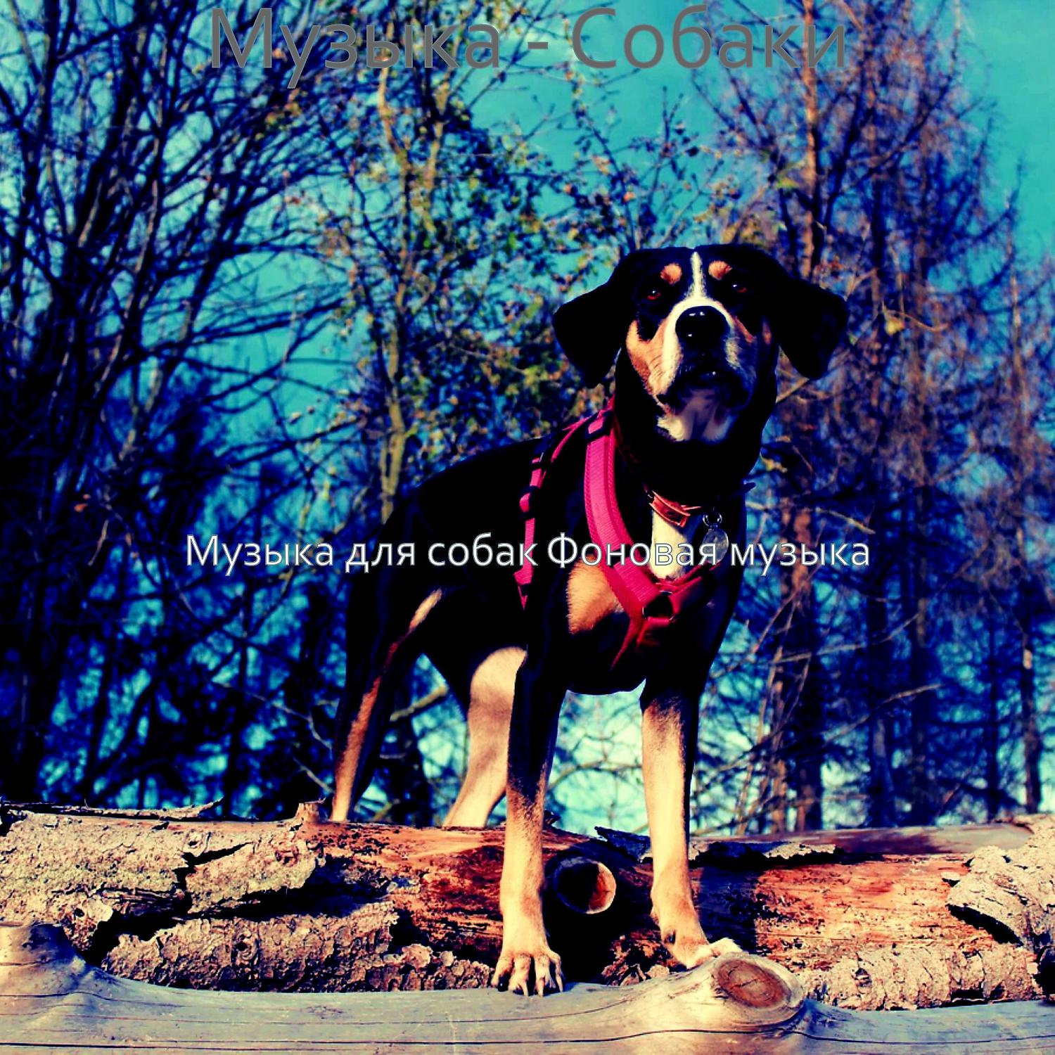 Постер альбома Музыка - Собаки