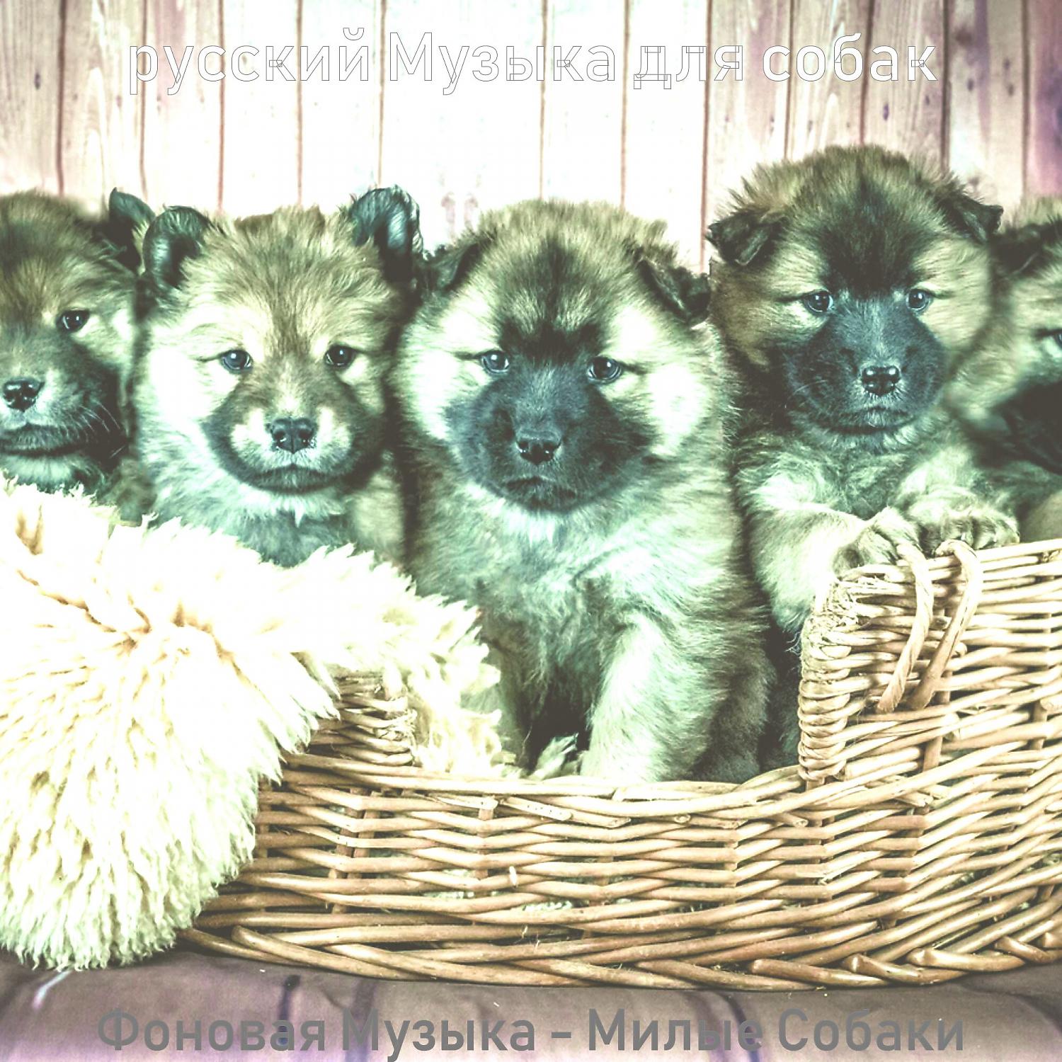 Постер альбома Фоновая Музыка - Милые Собаки