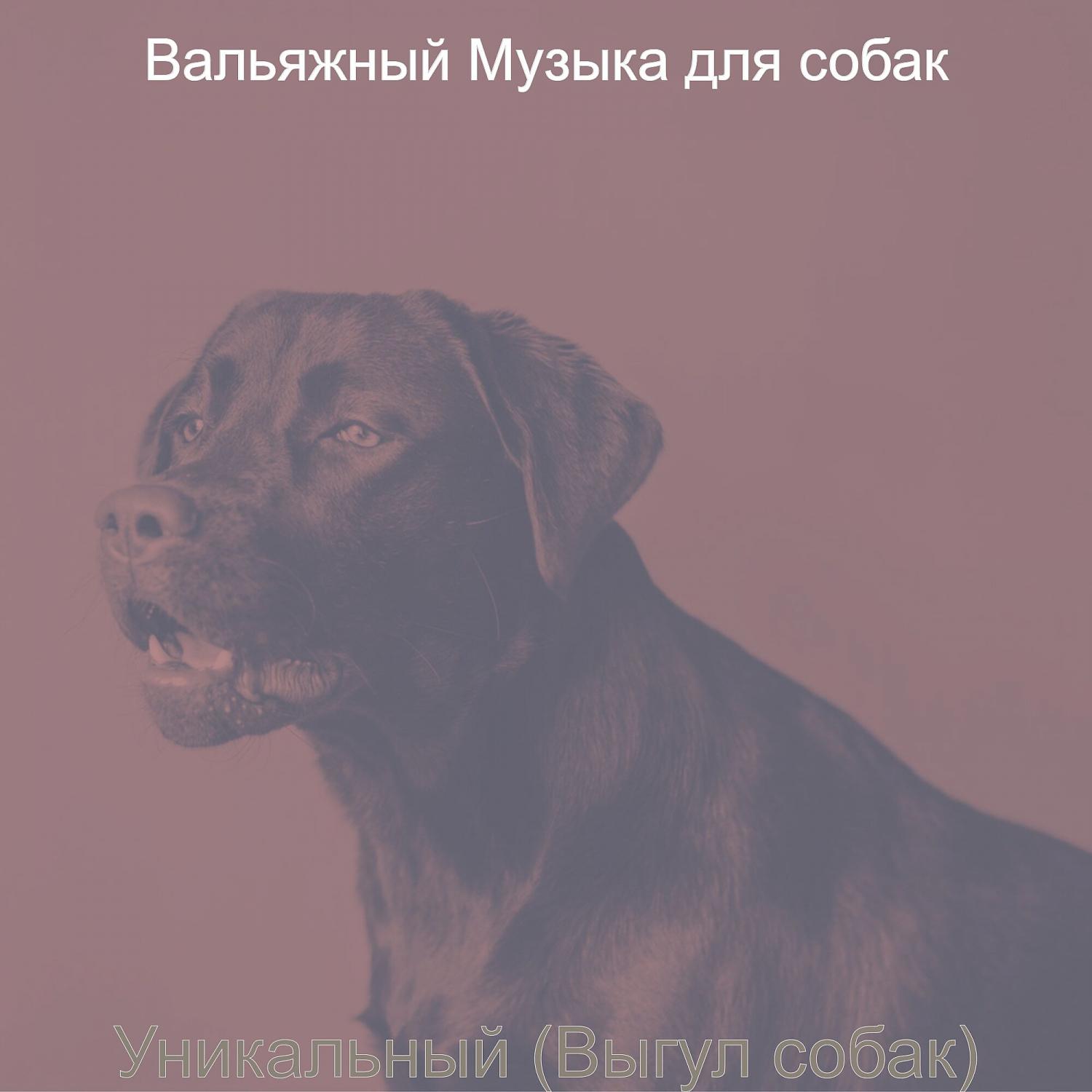 Постер альбома Уникальный (Выгул собак)