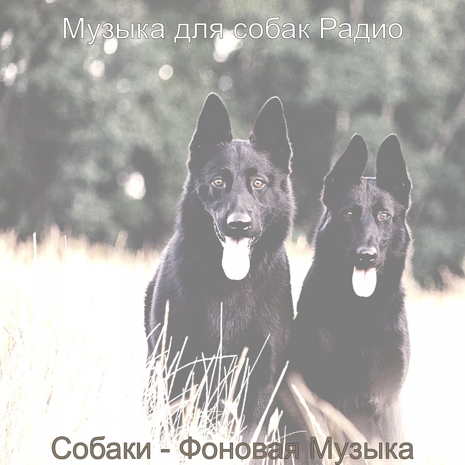 Постер альбома Собаки - Фоновая Музыка
